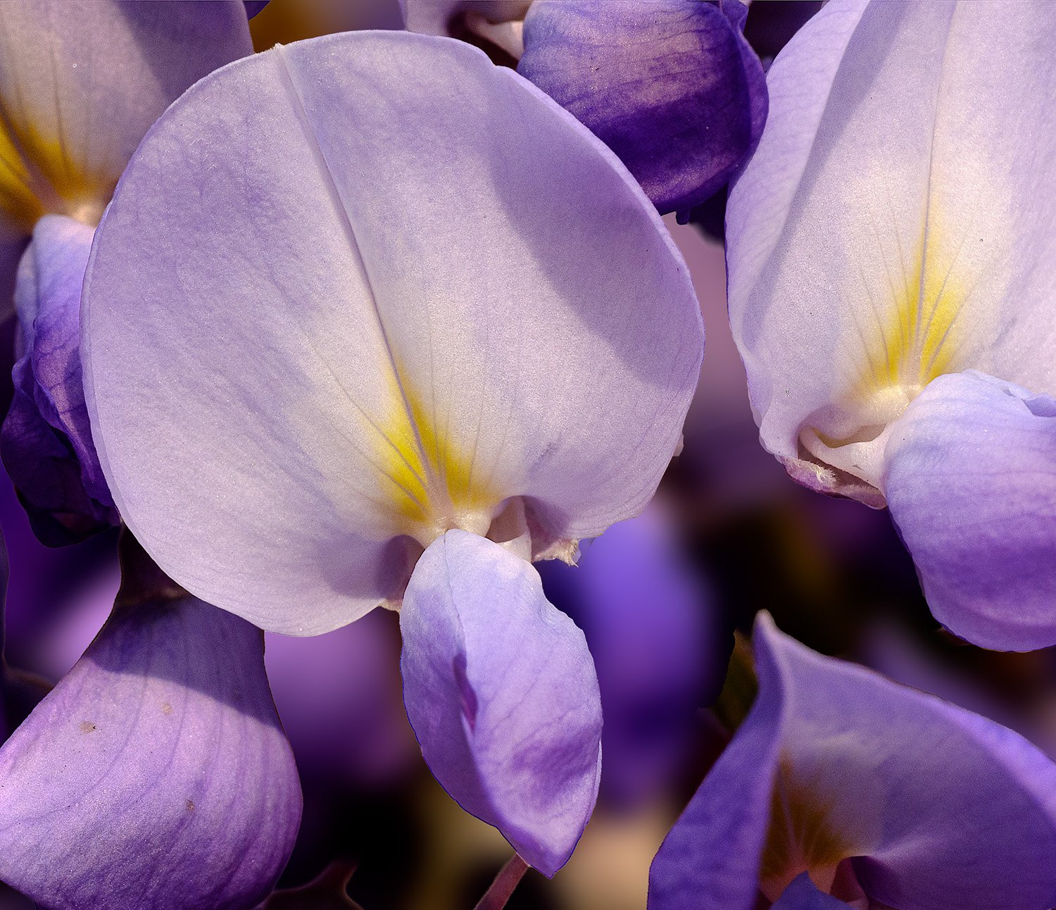 Wisteria Flower