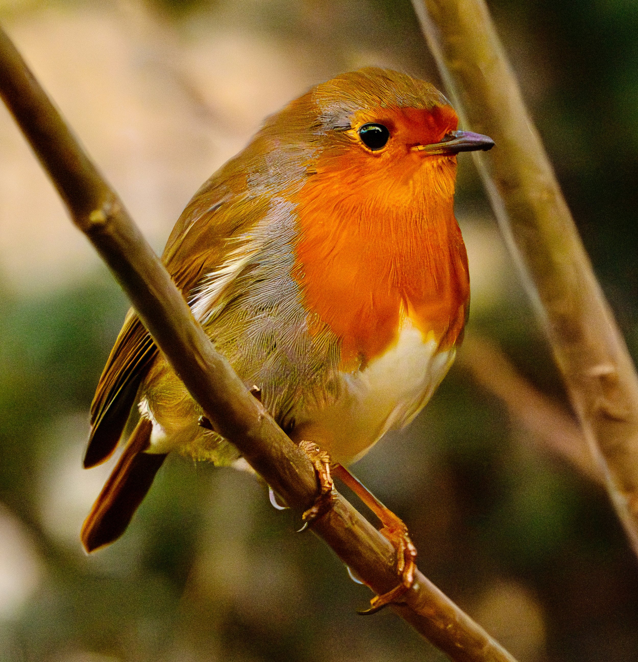 Robin's Portrait