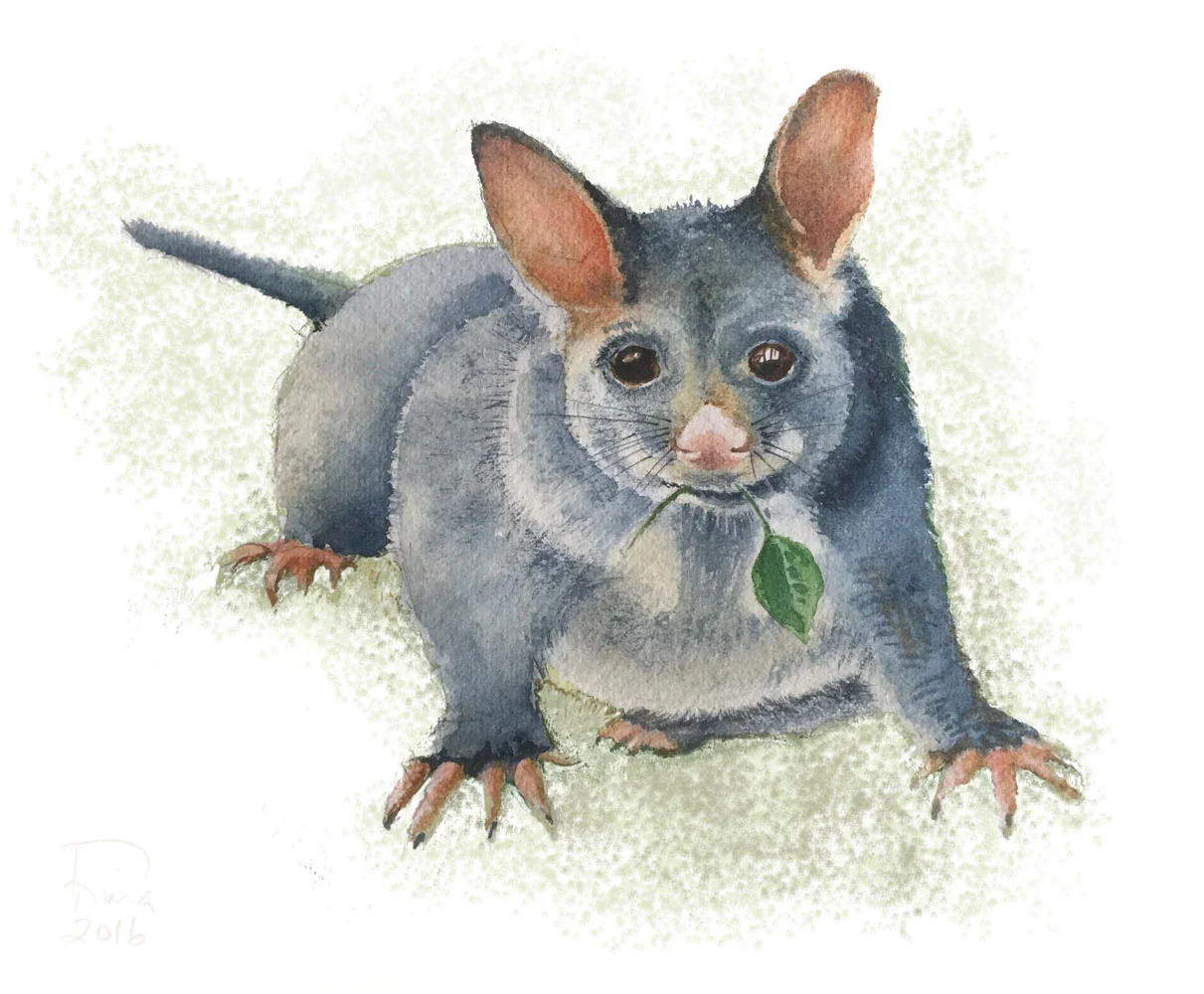Possum eating basil leaf