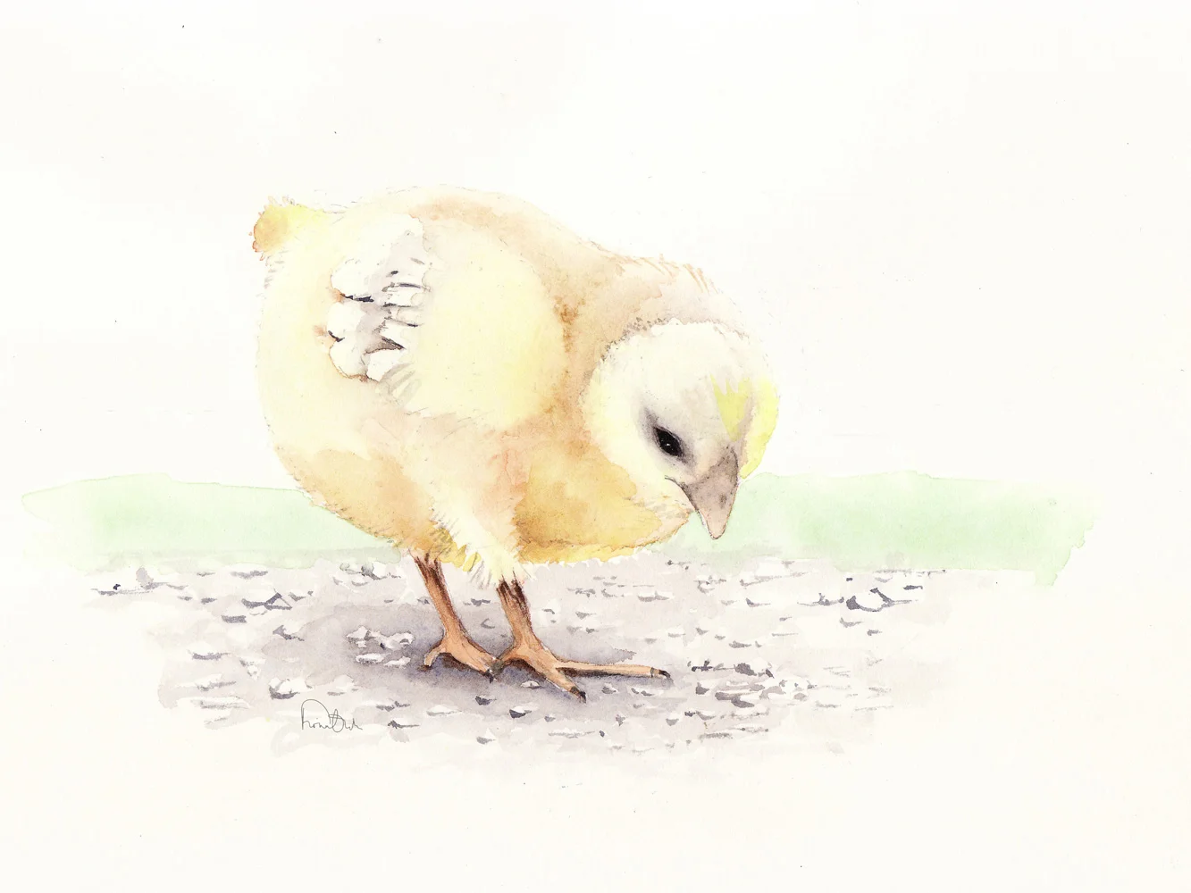pecking-chick.jpg