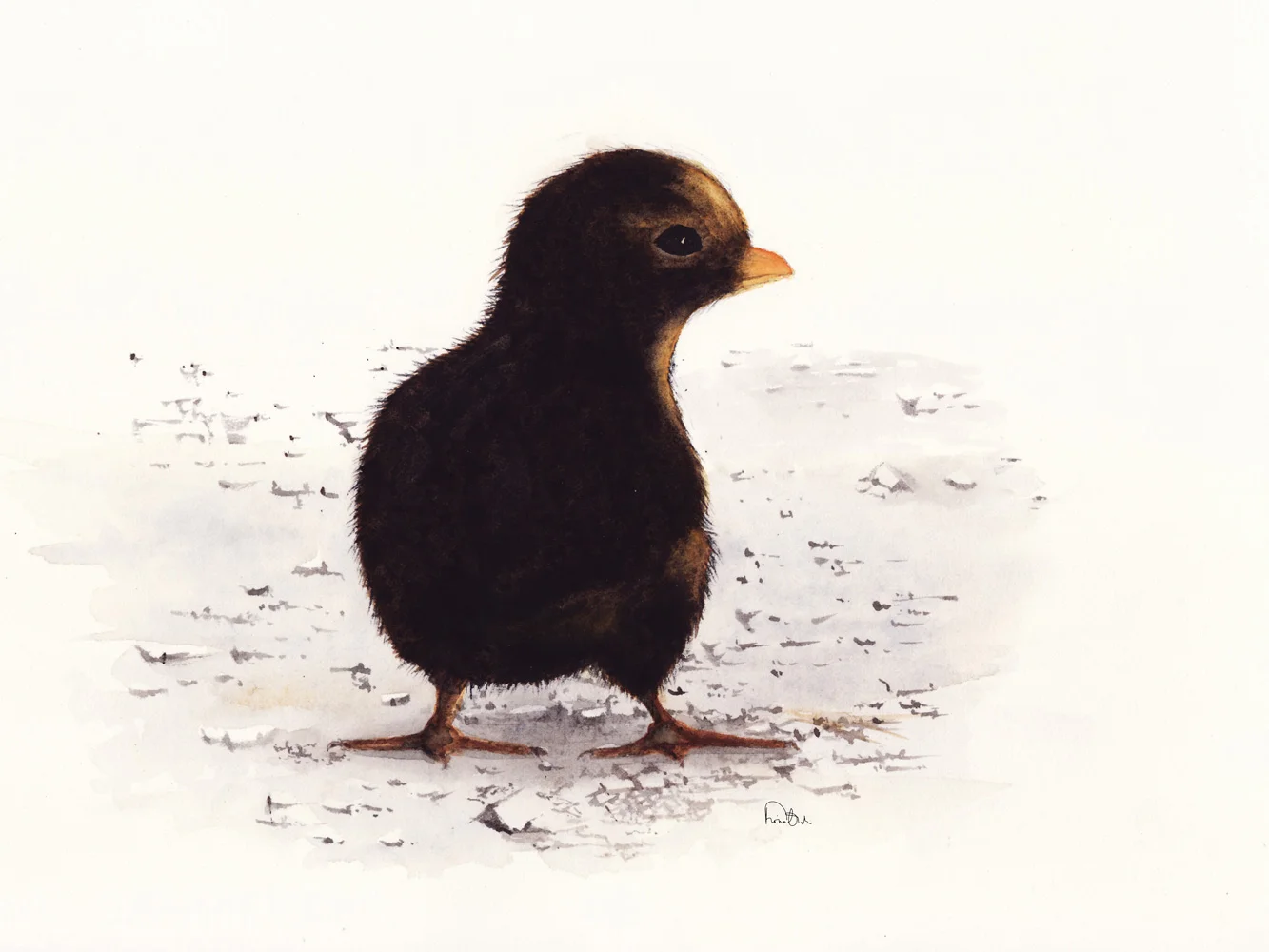 black chick