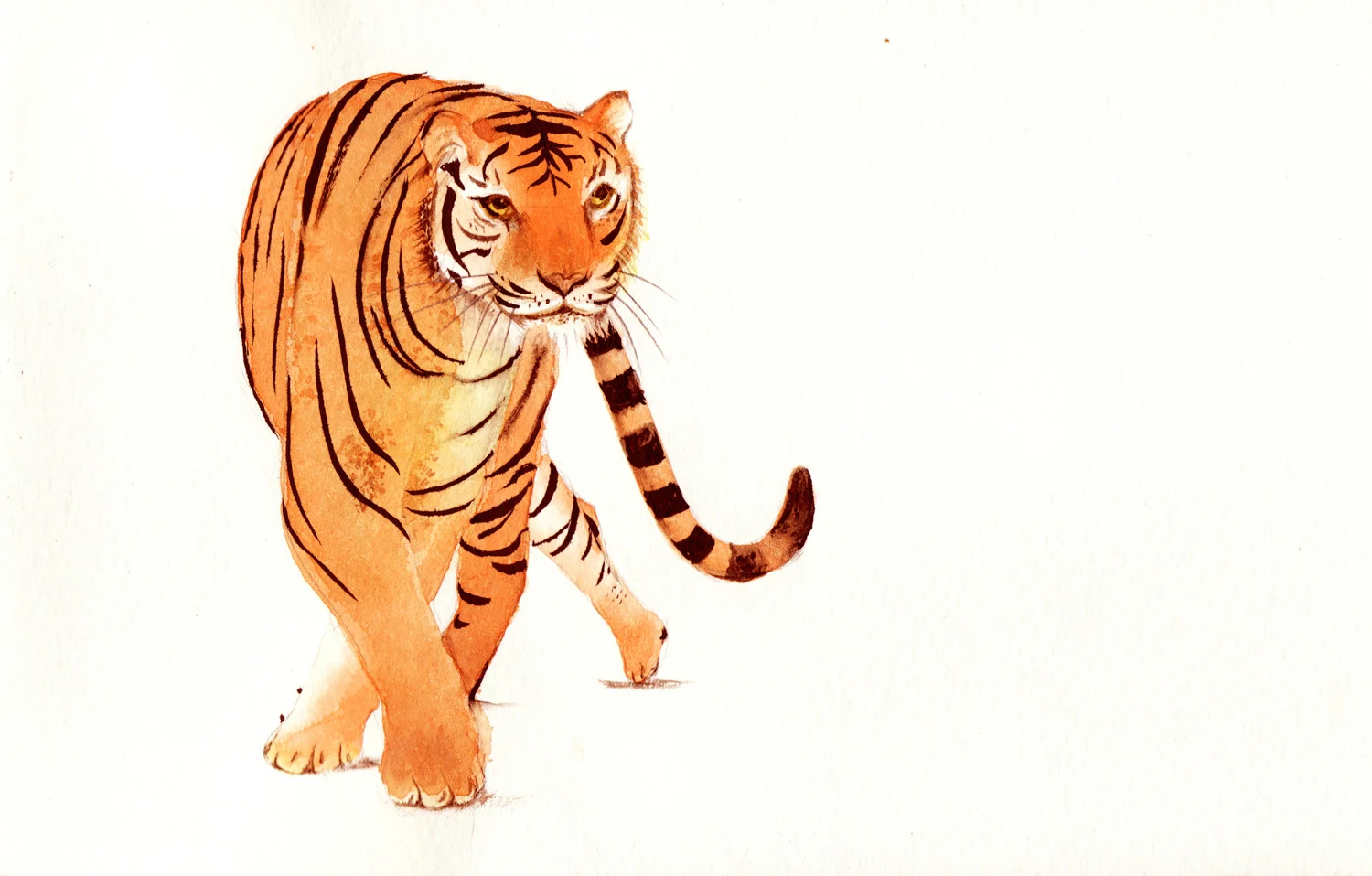tiger-slinking-along.jpg