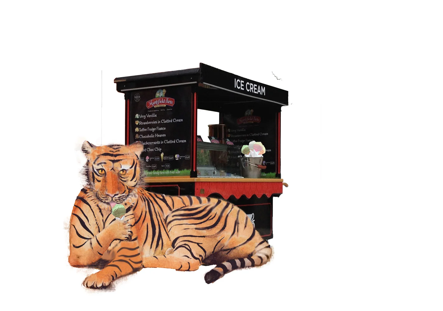 tiger eating ice cream