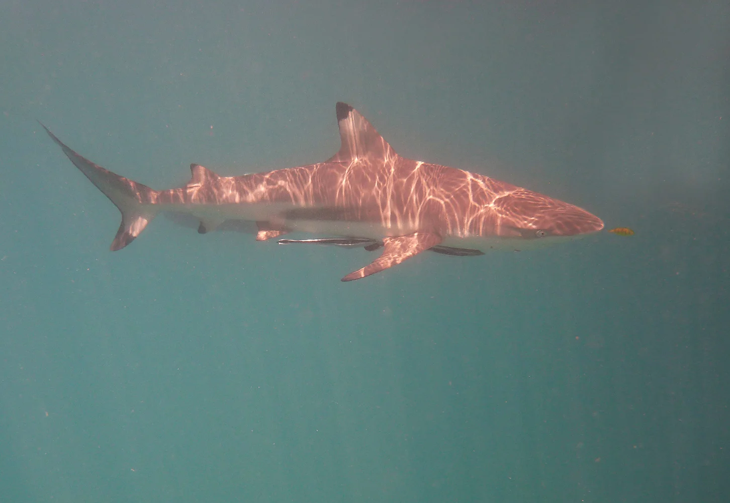 tiny fish being hunted by rock shark