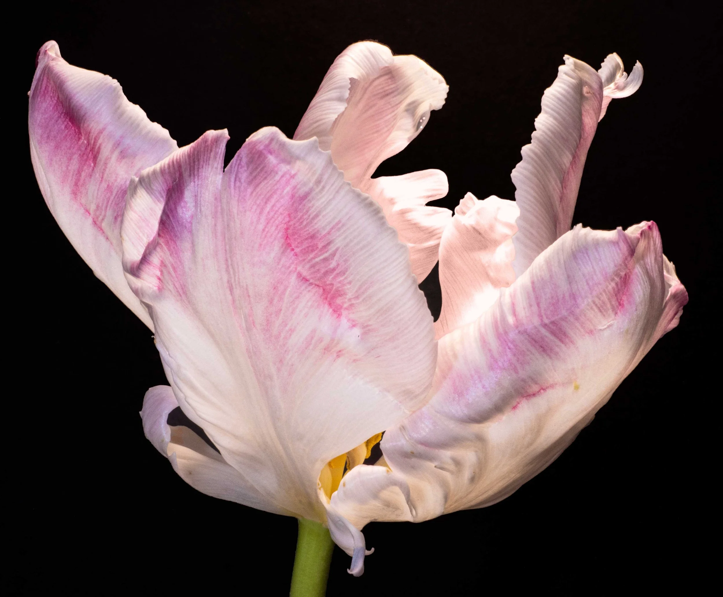 Tulip-Pink-web.jpg