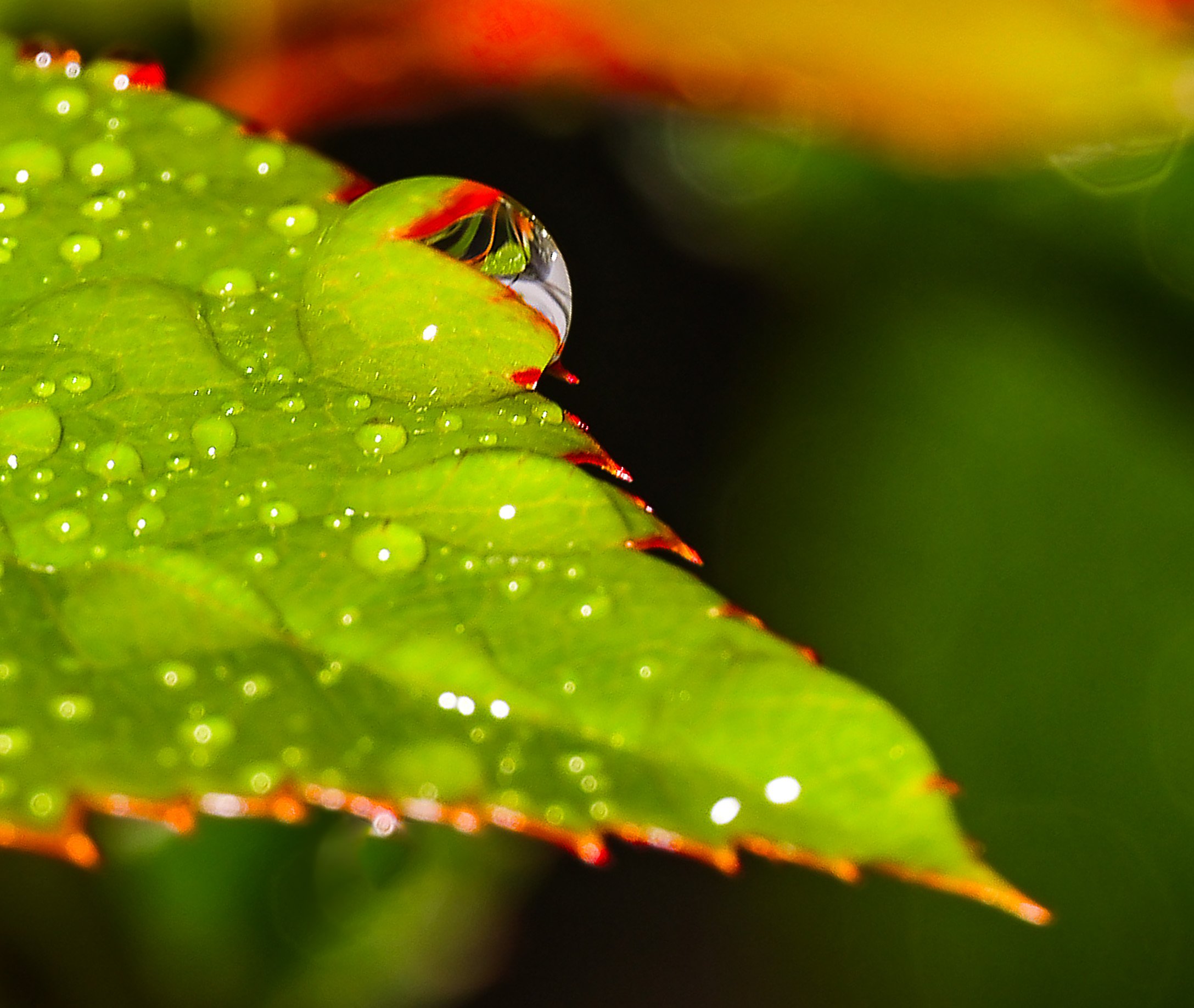Water Drop Refraction