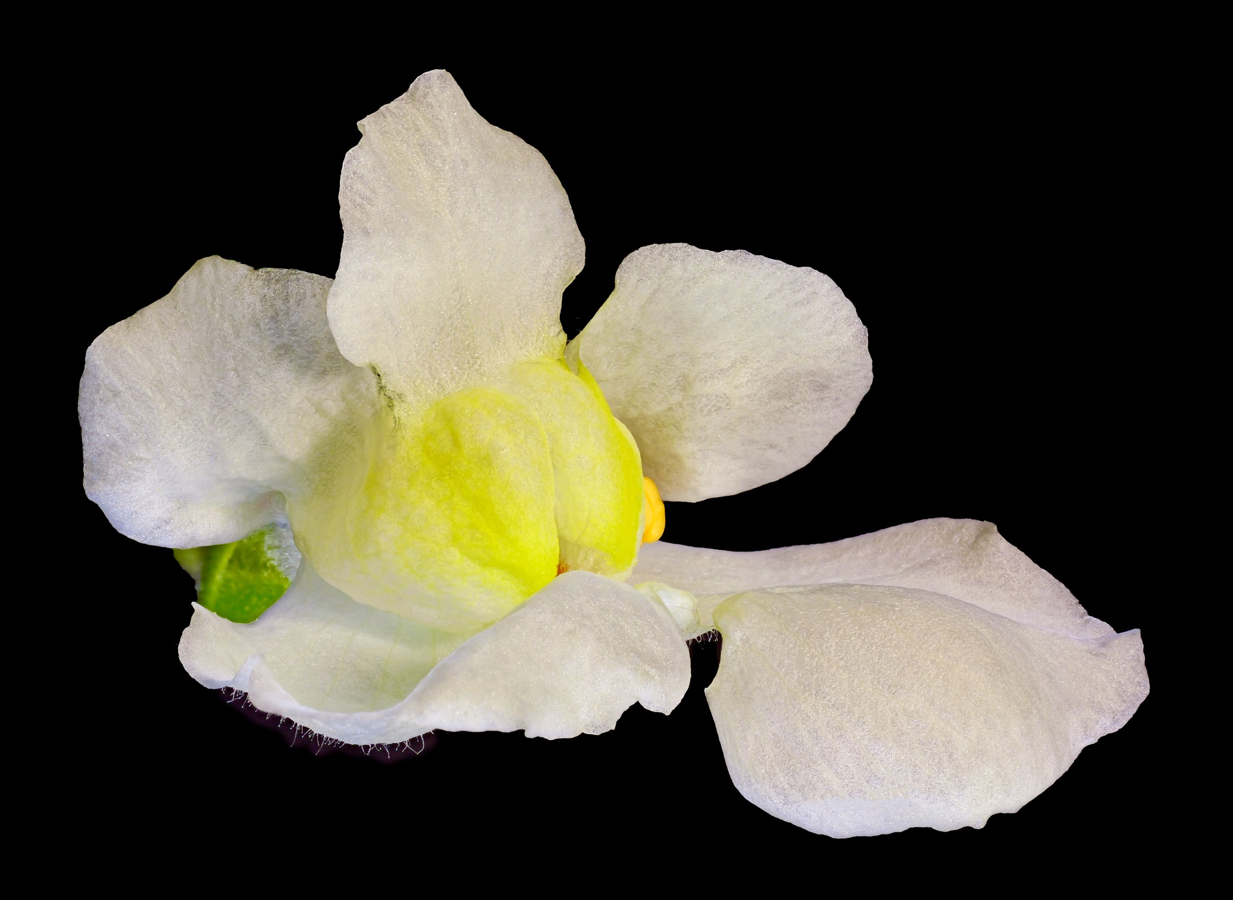 Antirrinum