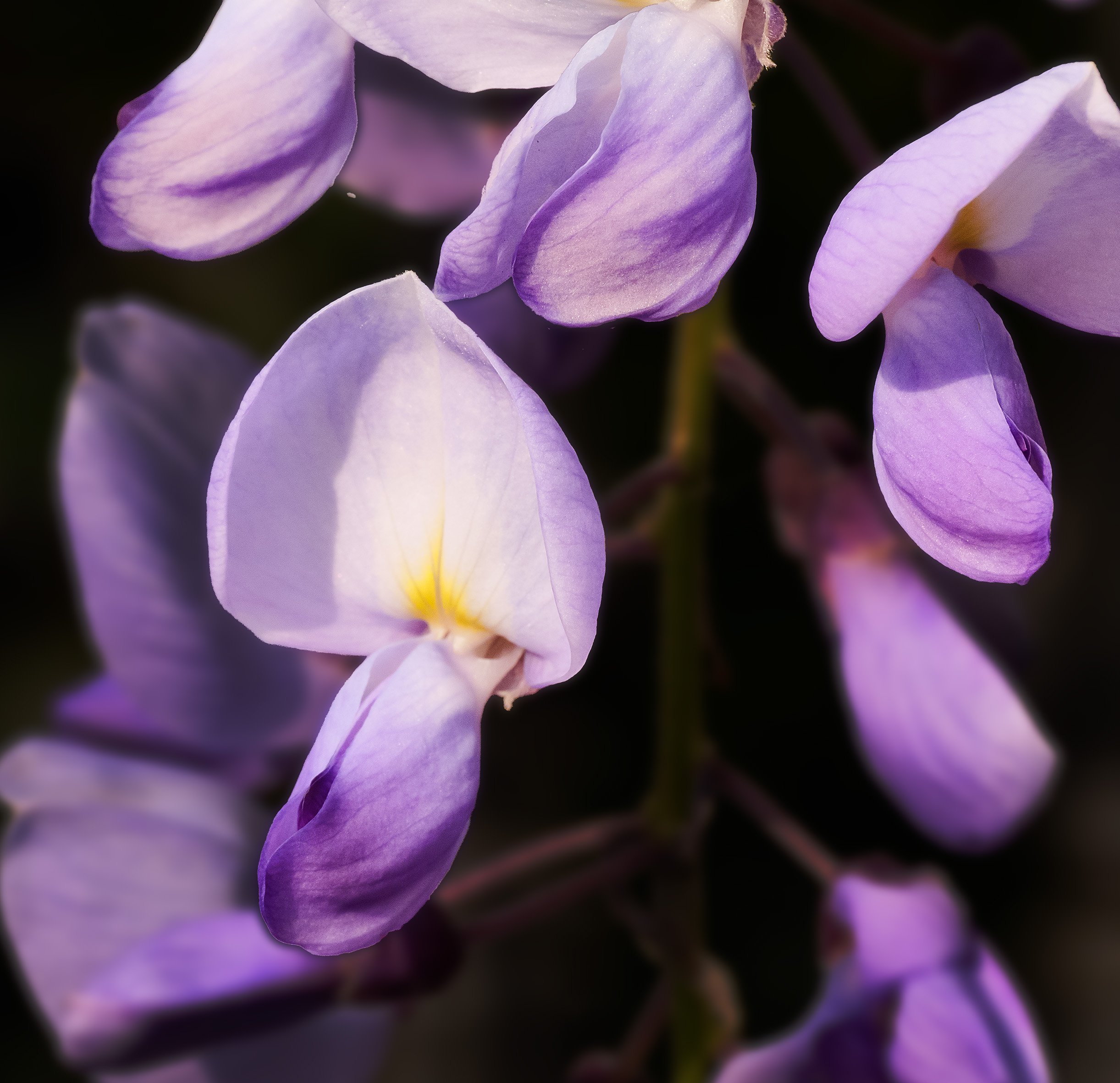 Wisteria Branch