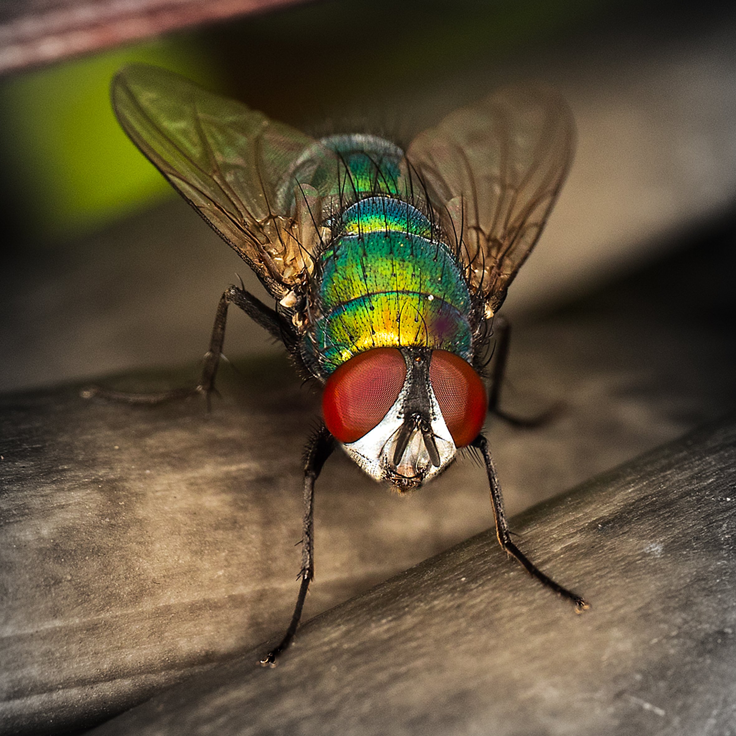 colourful fly