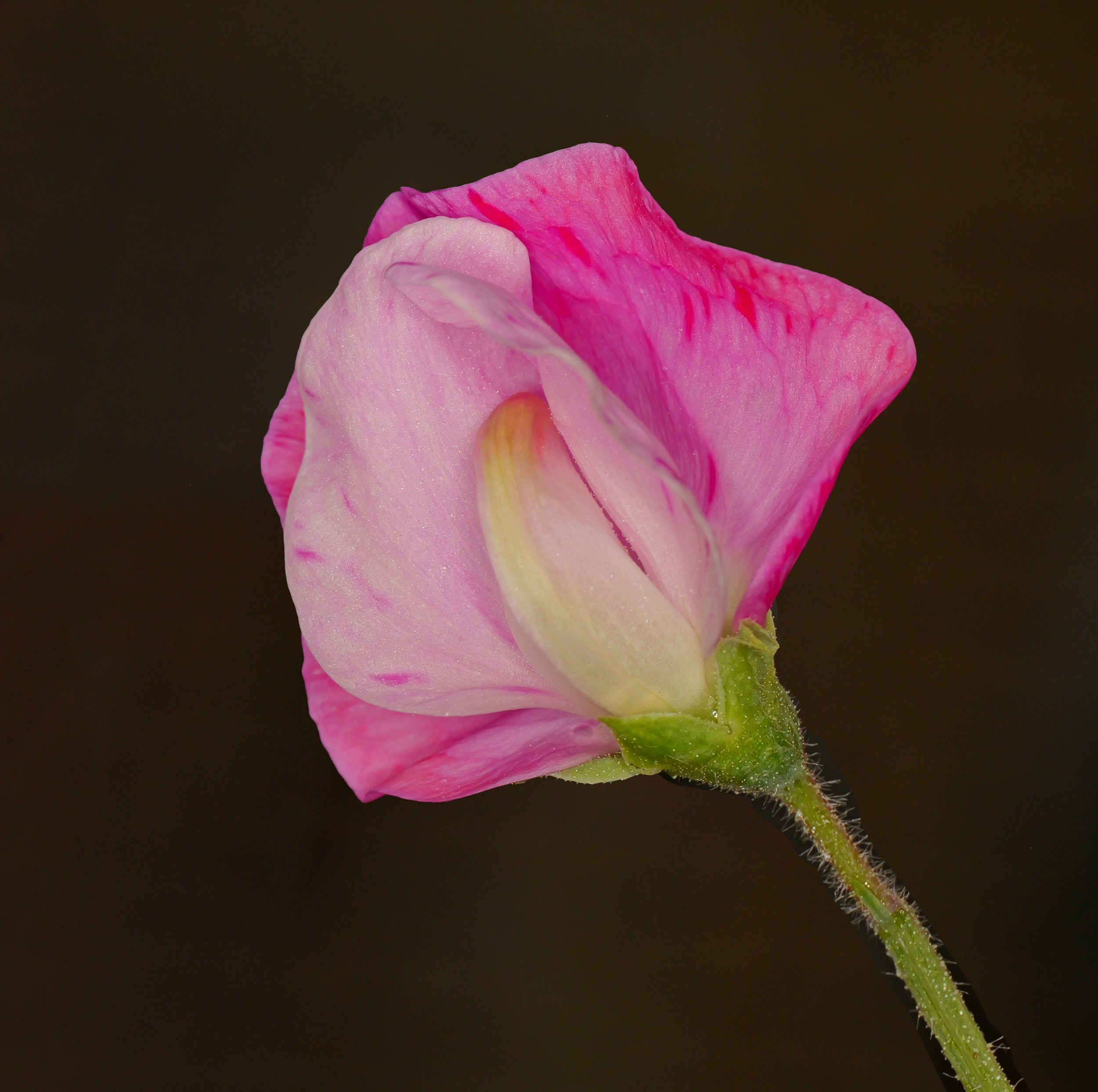 Pink Sweet Pea