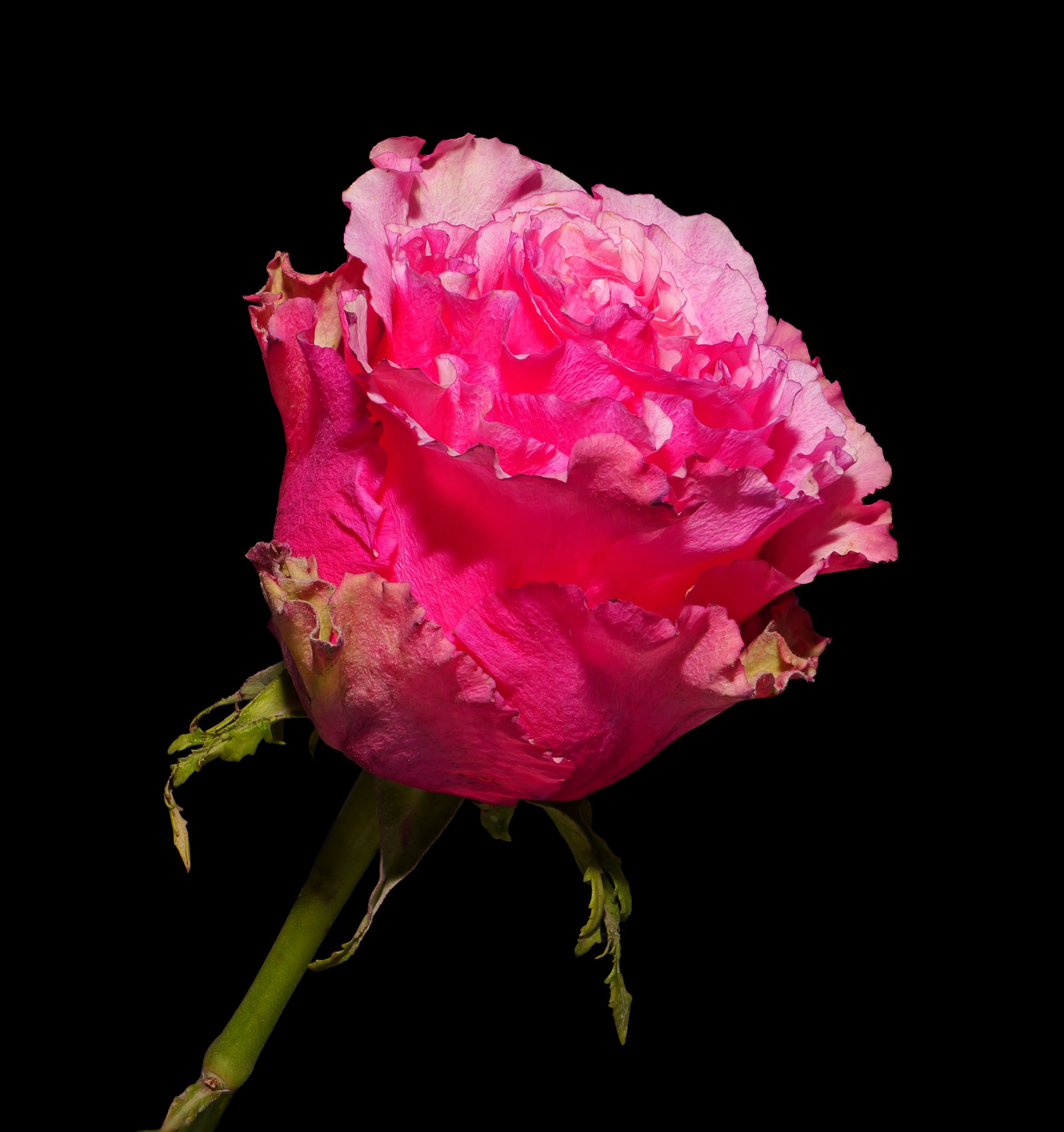Winter Rose