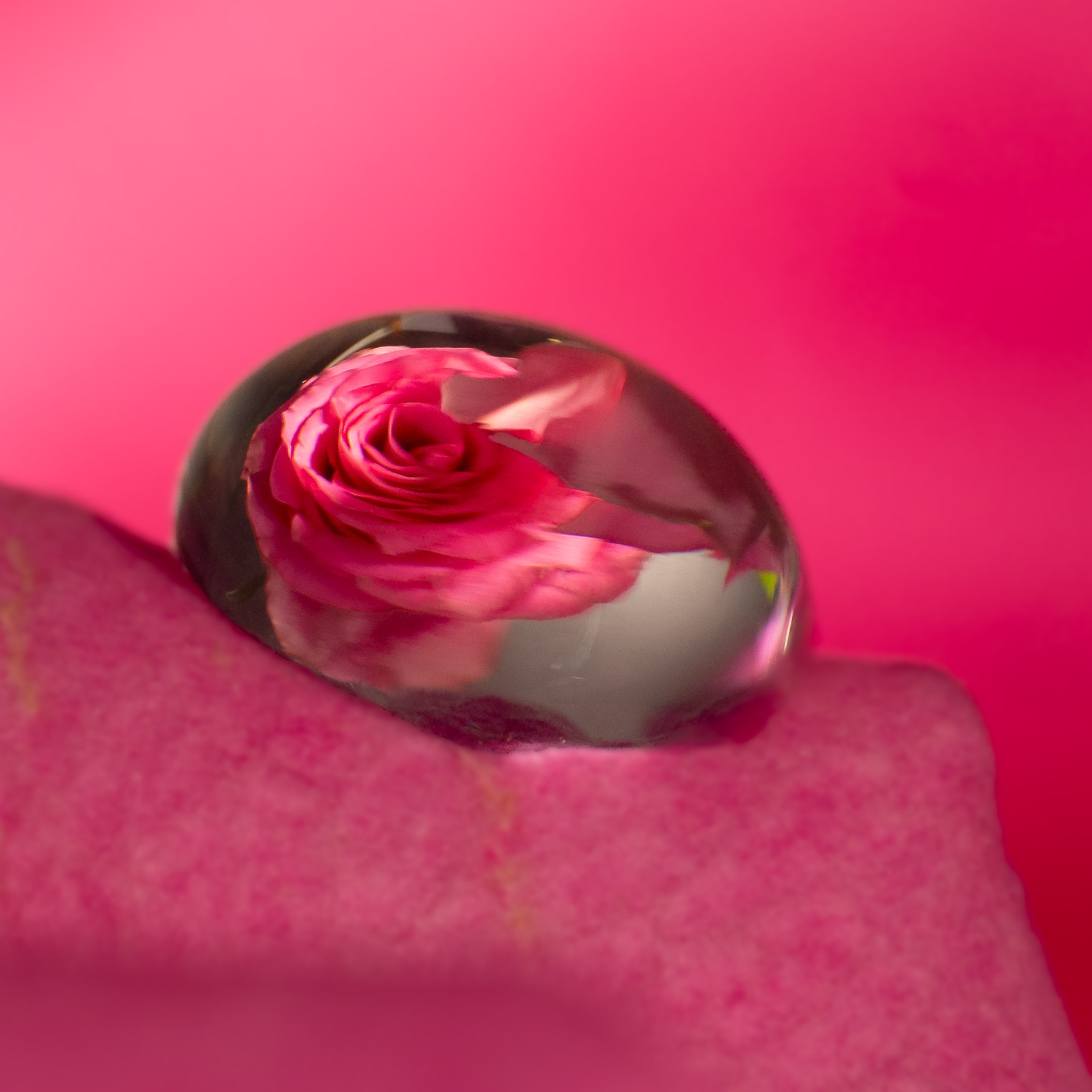 Rose refracted in water drop