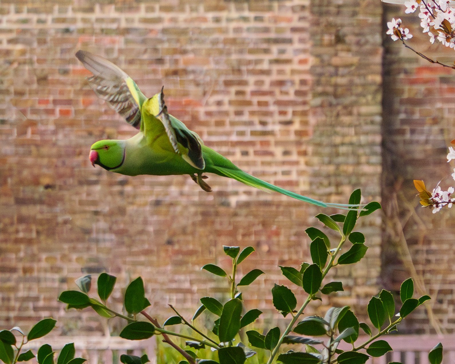 Spring Flight