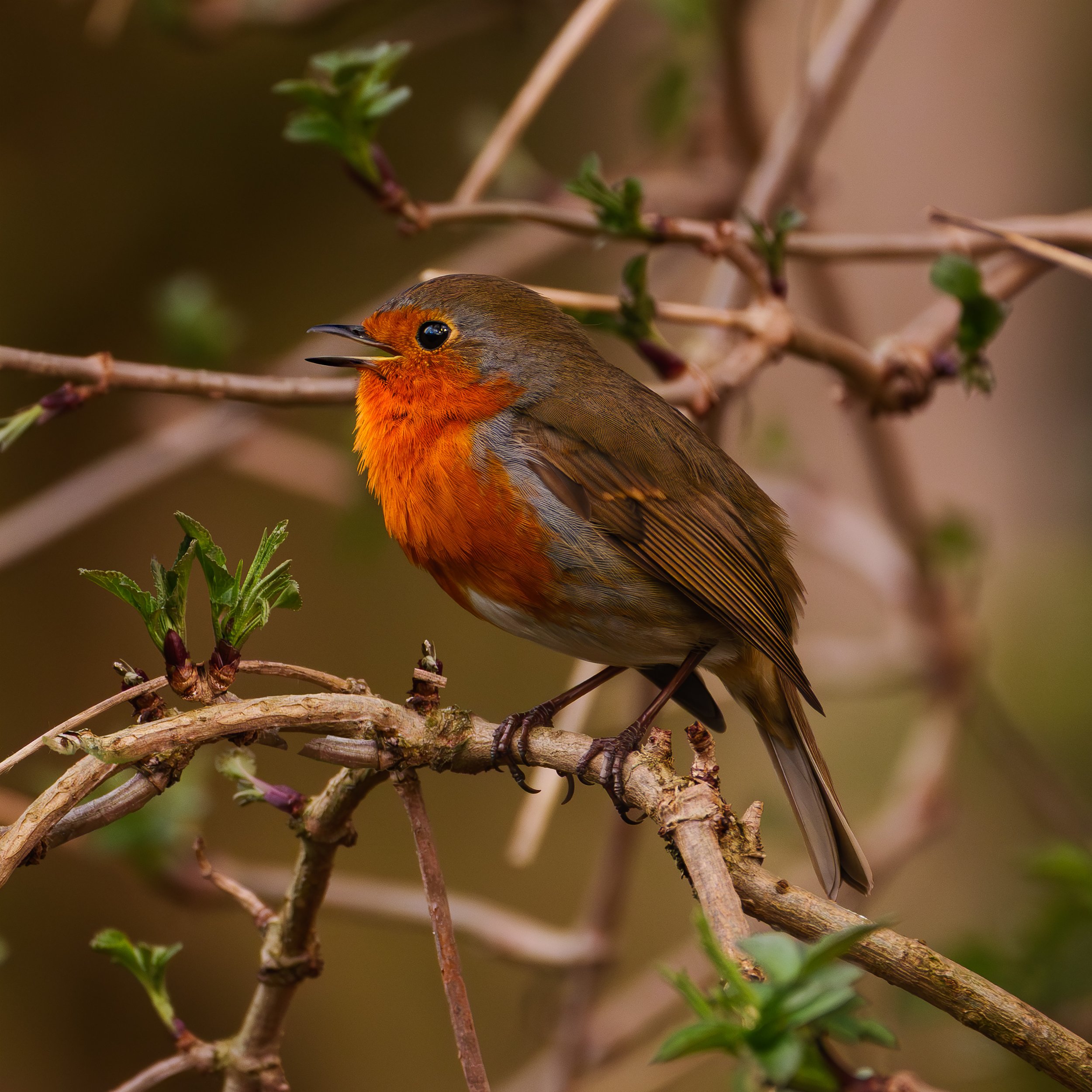 Singing in Springtime