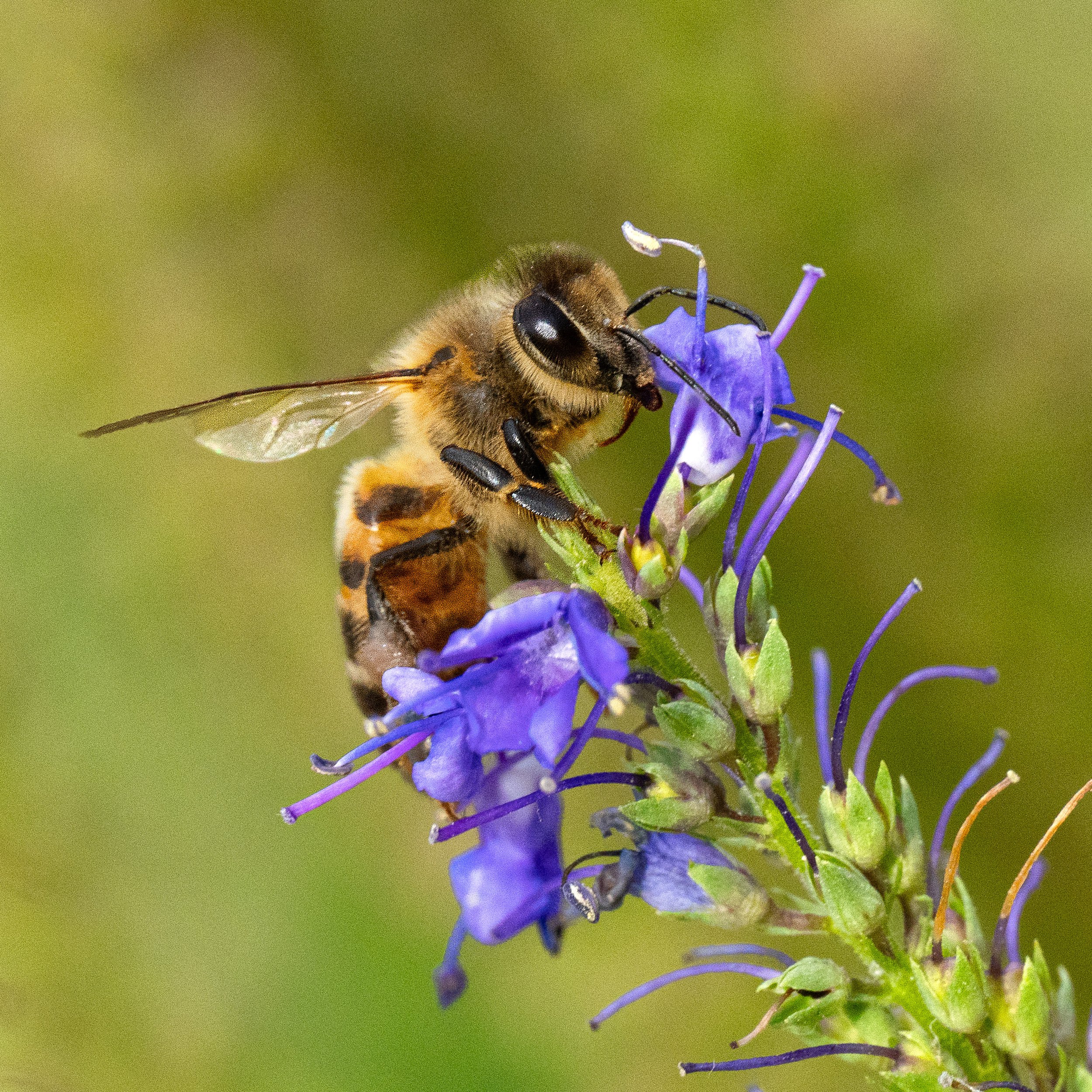 Bee in Summer
