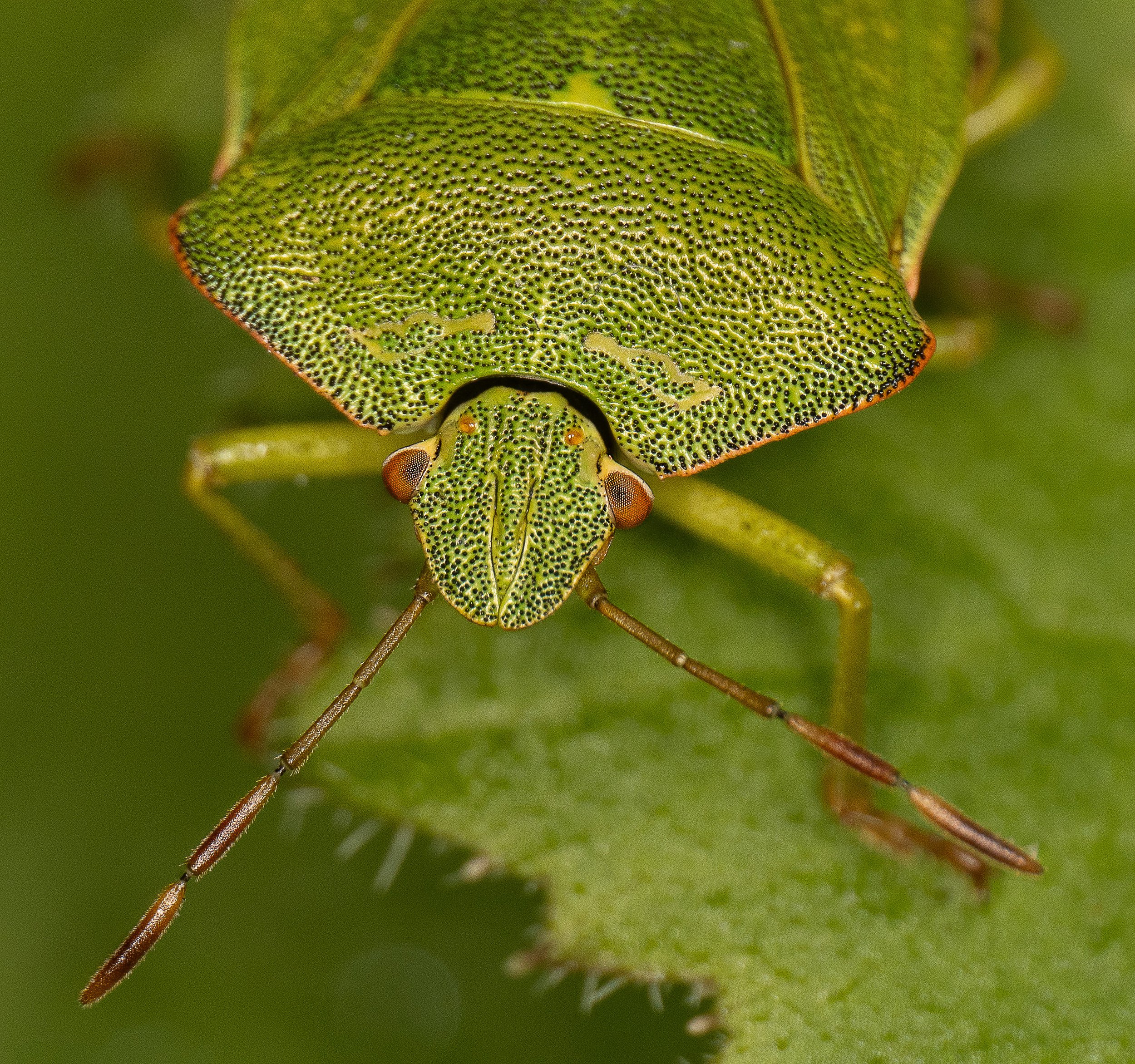 Green Armour Bug Portrait