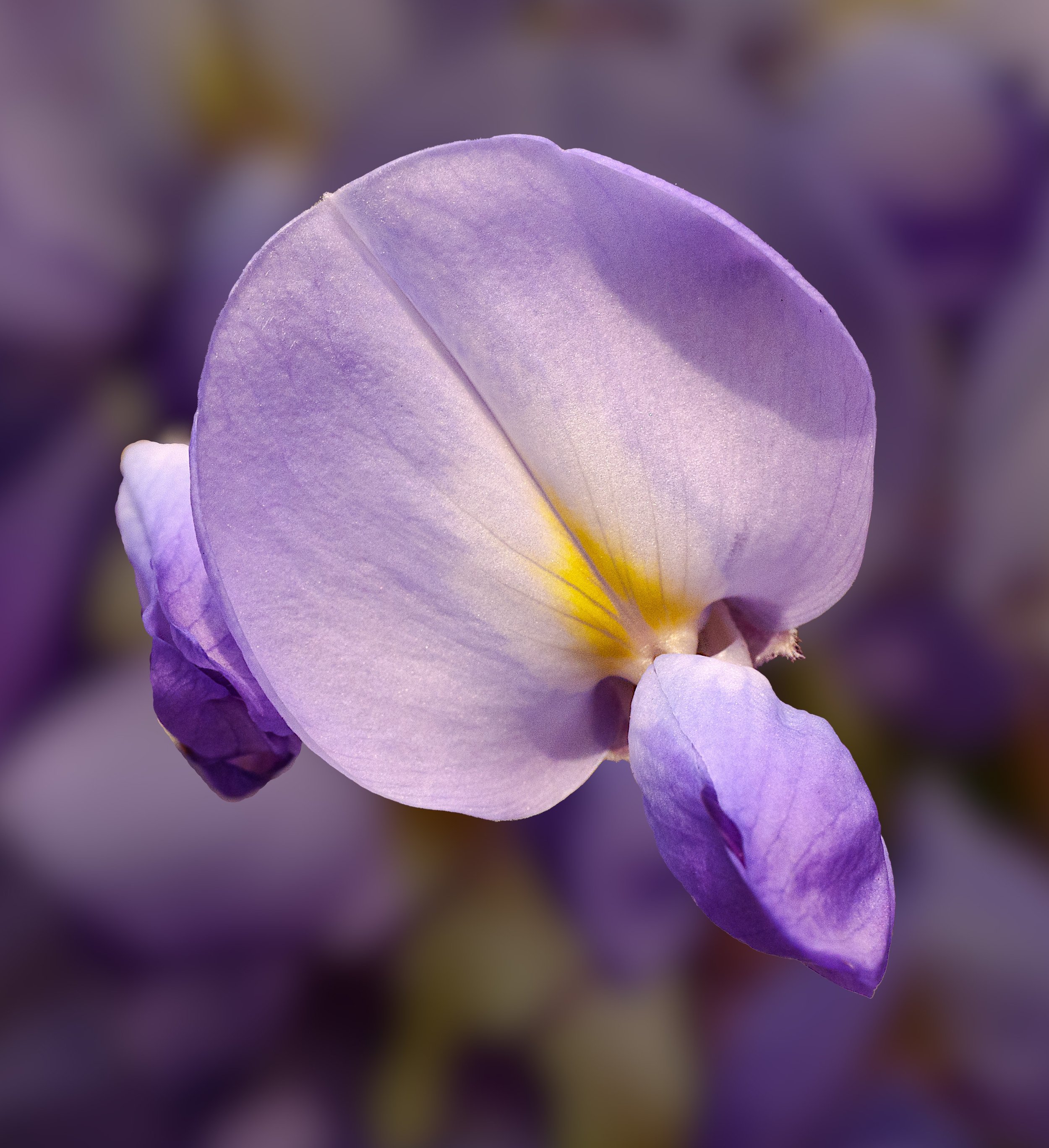 Flower of Wisteria