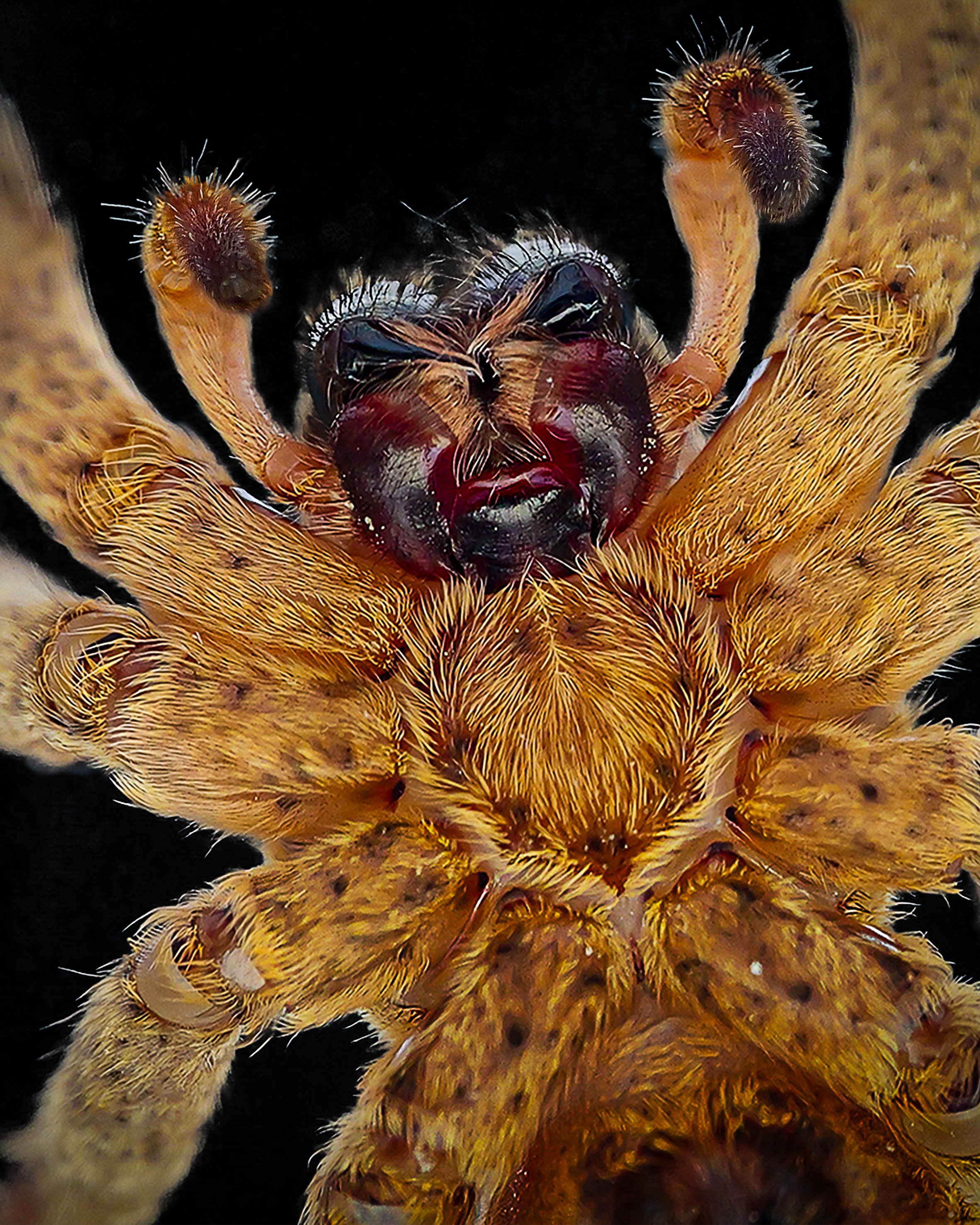 Wolf Spider Face