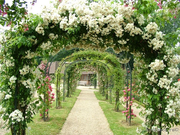 From Plant to Perfume - A day of botanical perfumery