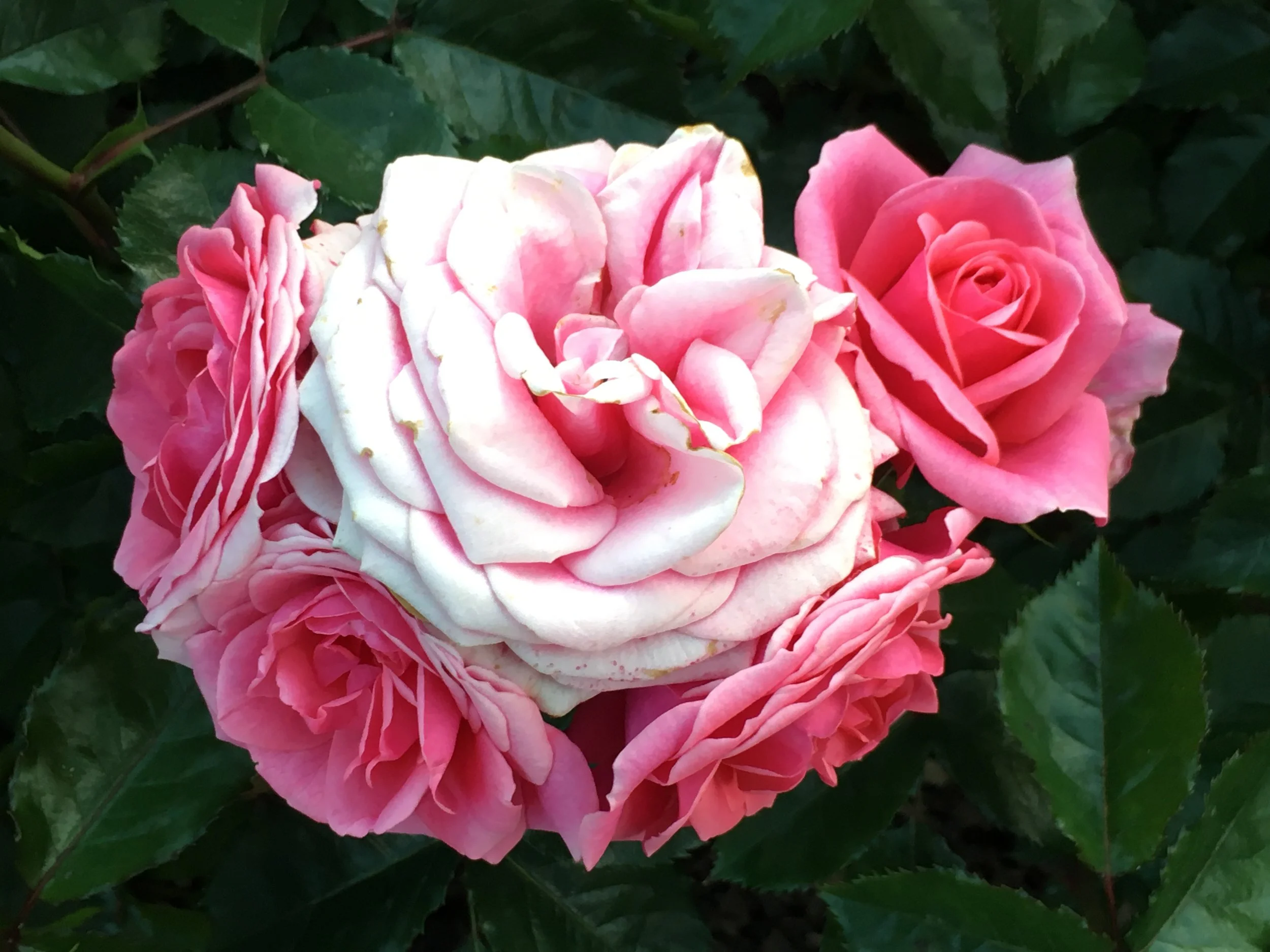 A day of botanical perfumery at RHS Hyde Hall