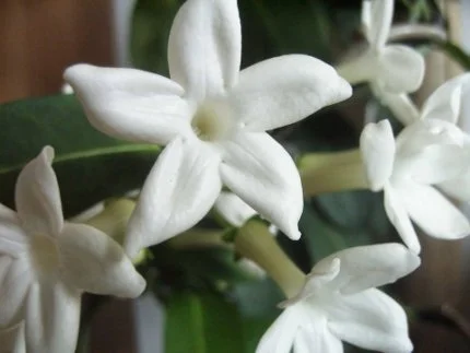From Flower to Fragrance 