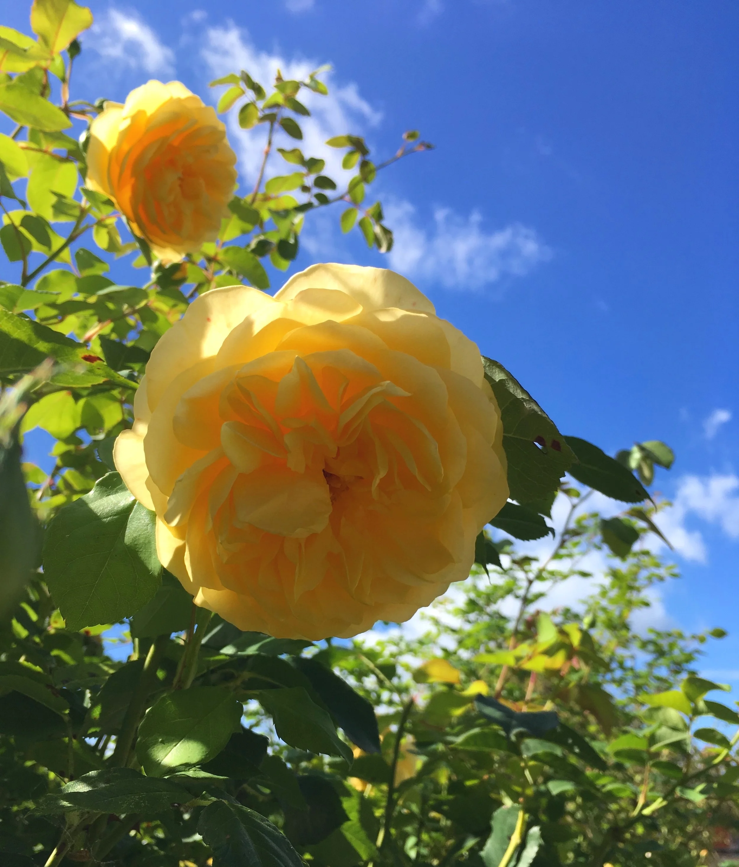 Plant to Perfume: A day of botanical perfumery