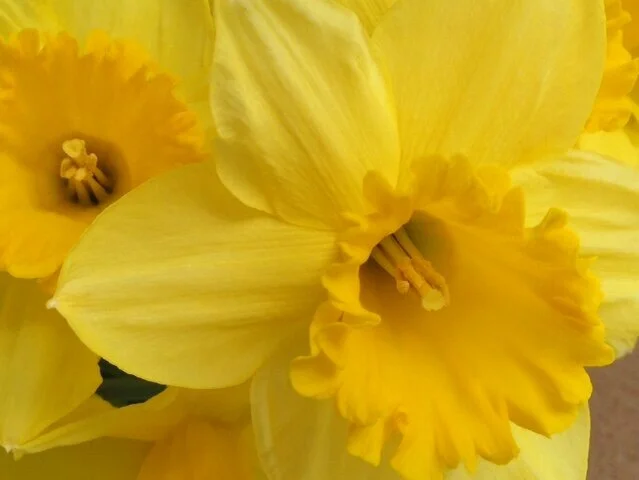 From Flower to Fragrance - Spring