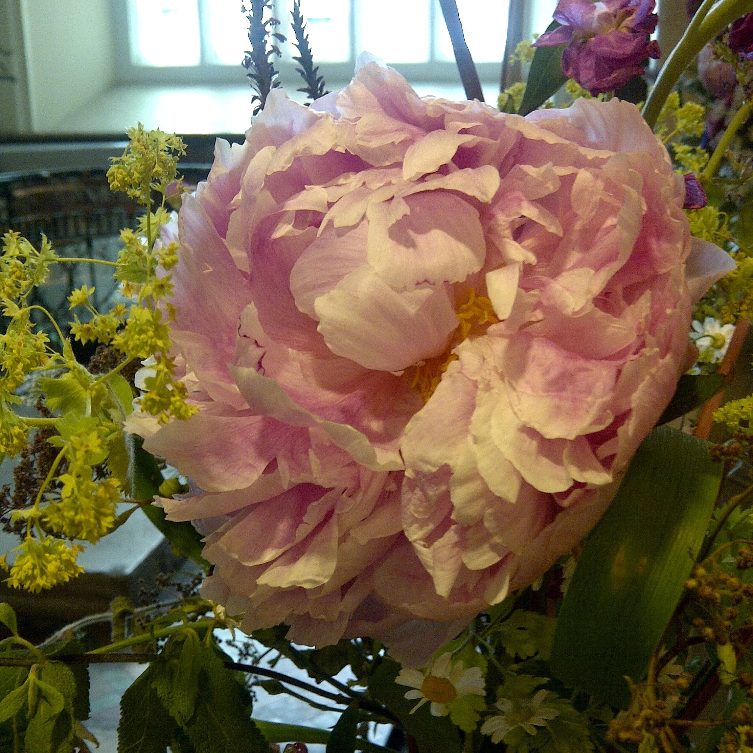 From Plant to Perfume - A day of botanical perfumery 