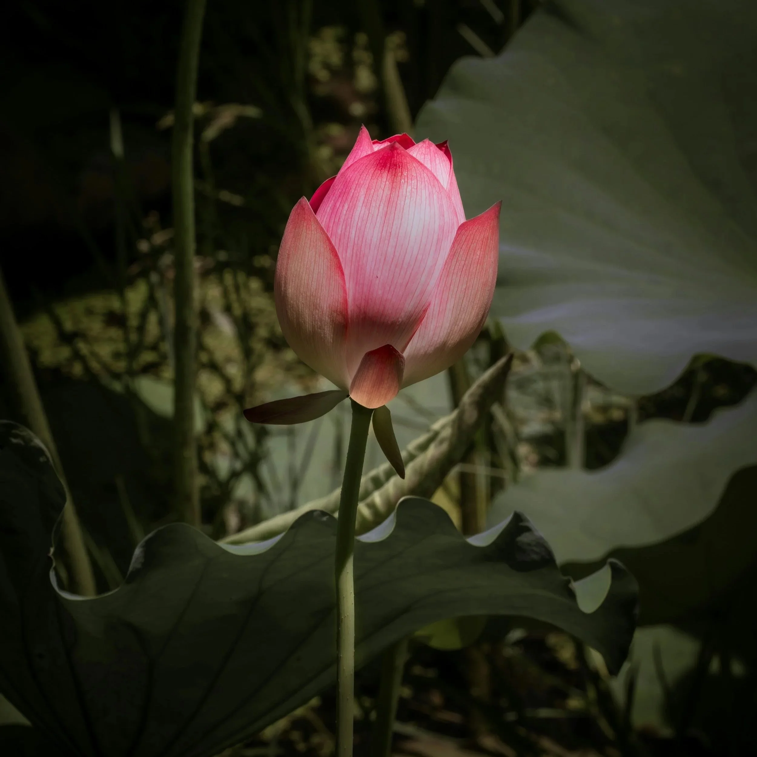 Chelsea Physic Garden - Folklore Perfume