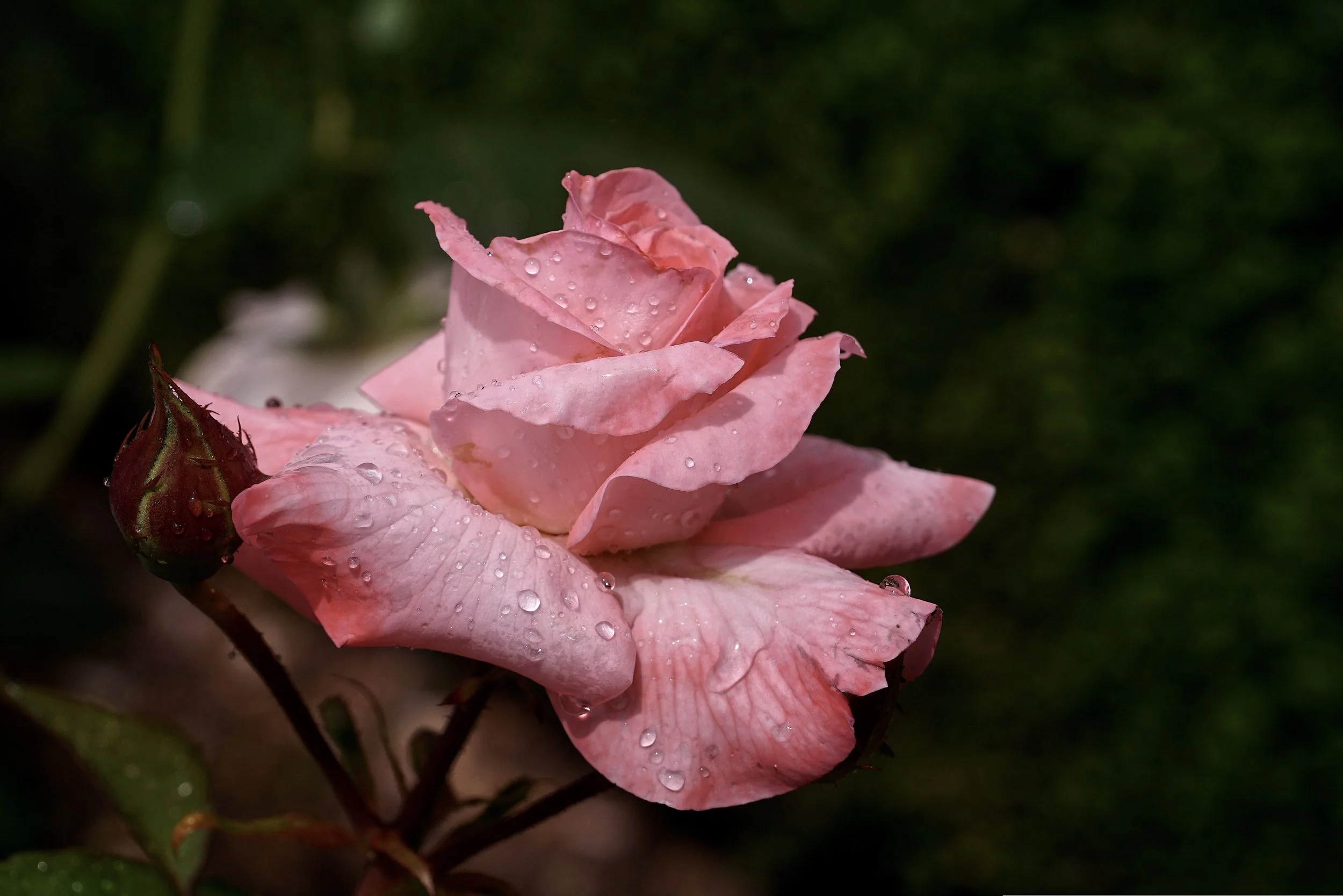 Velvet and Thorn : a Rose masterclass 