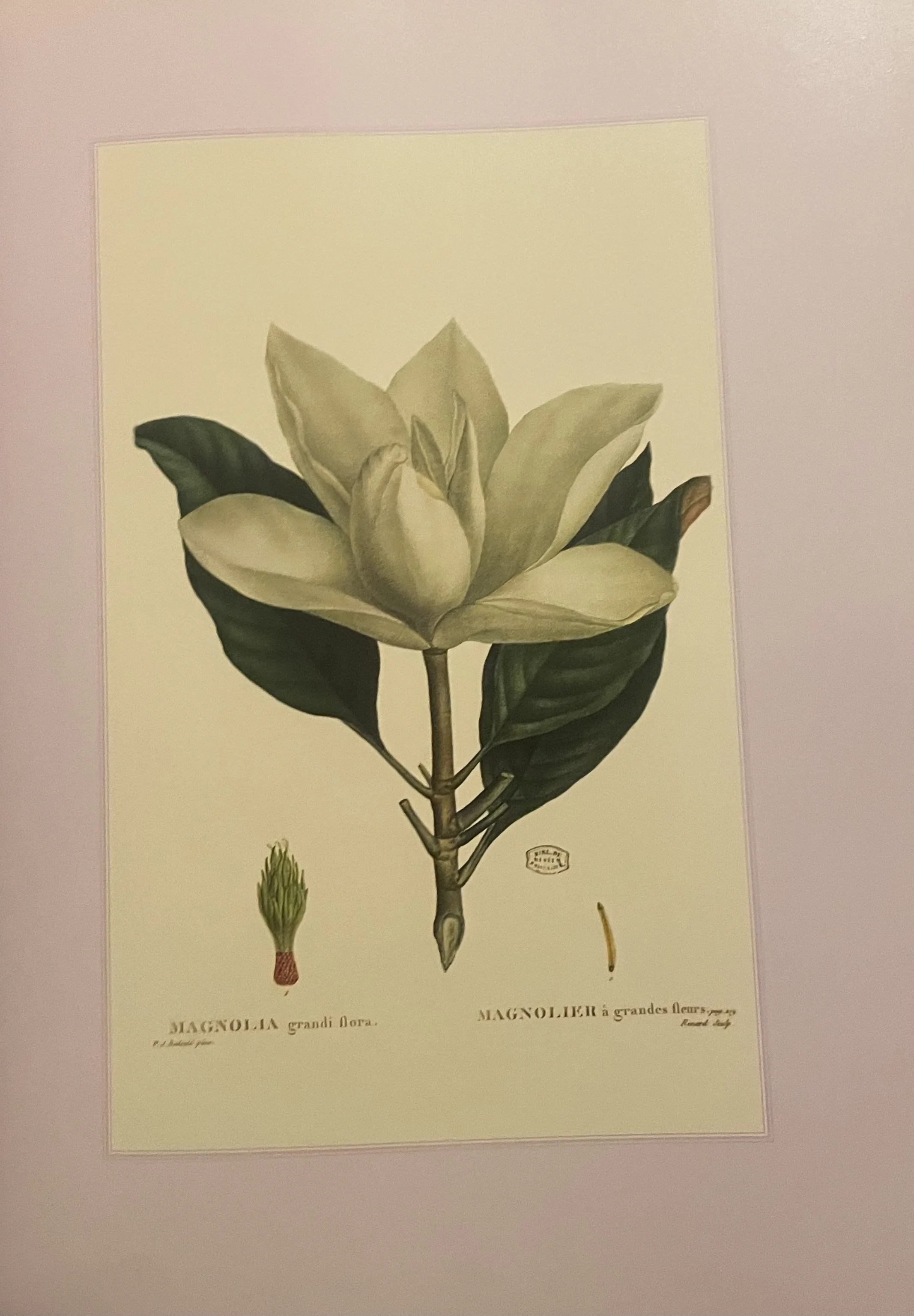 MA-magnolia image.jpg