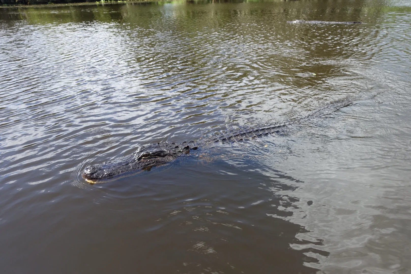 Day 14: Swamp Life