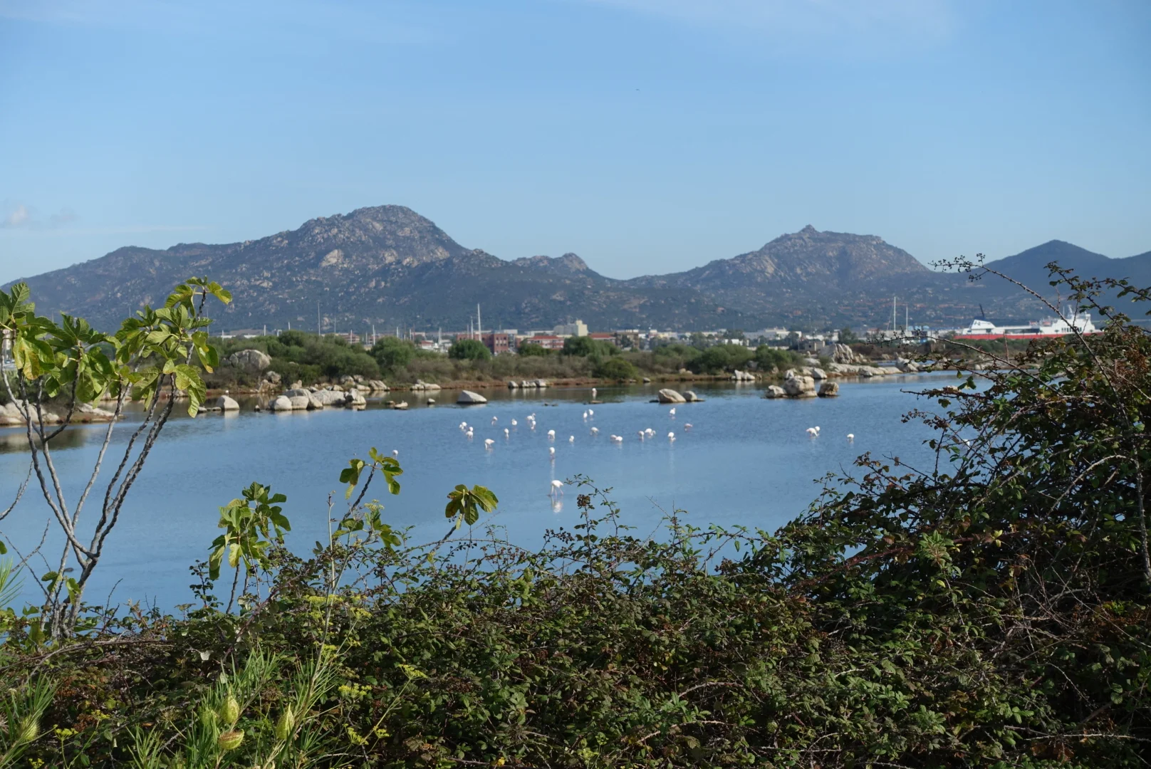 Finally... Flamingos! 