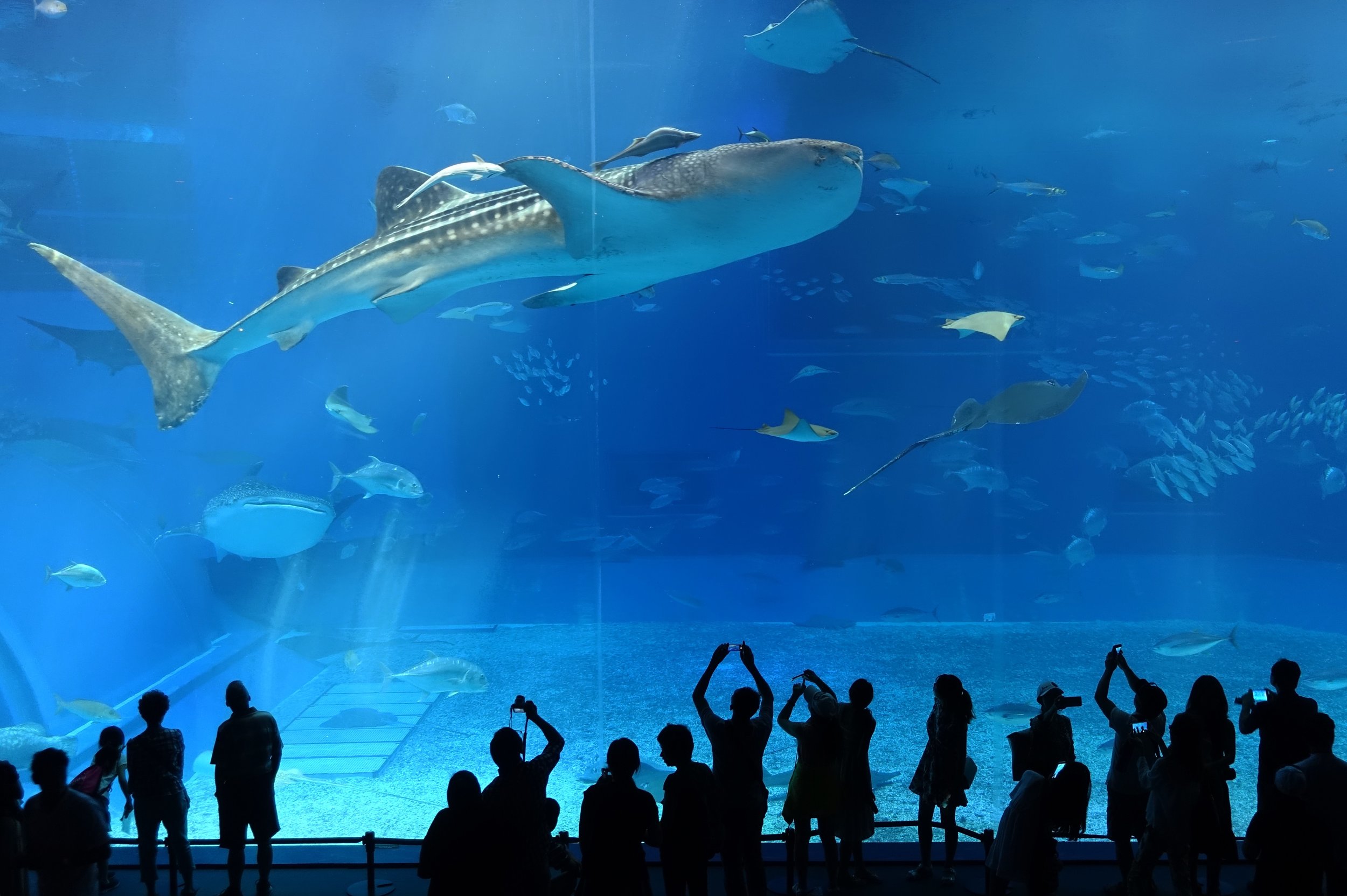 Day 65: The Greatest Aquarium In The World