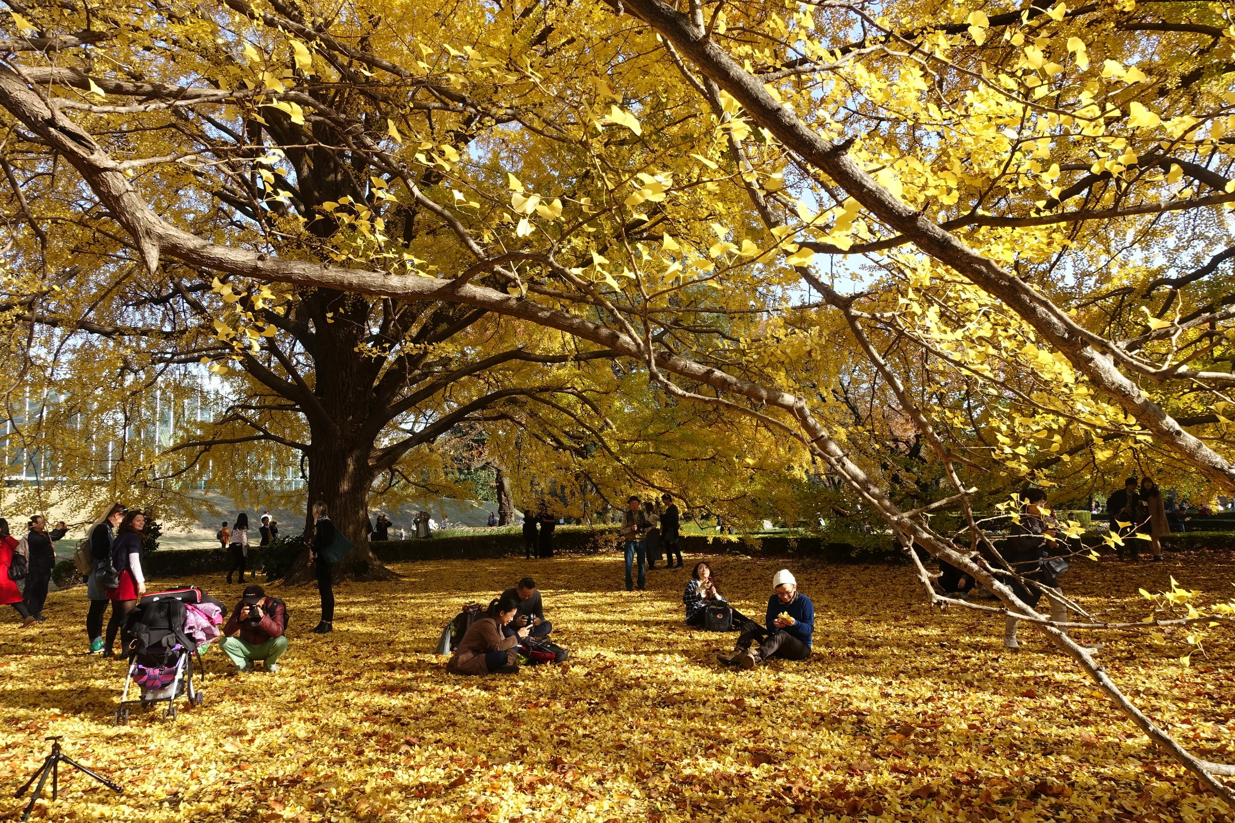 Day 91: Meet The Leafers