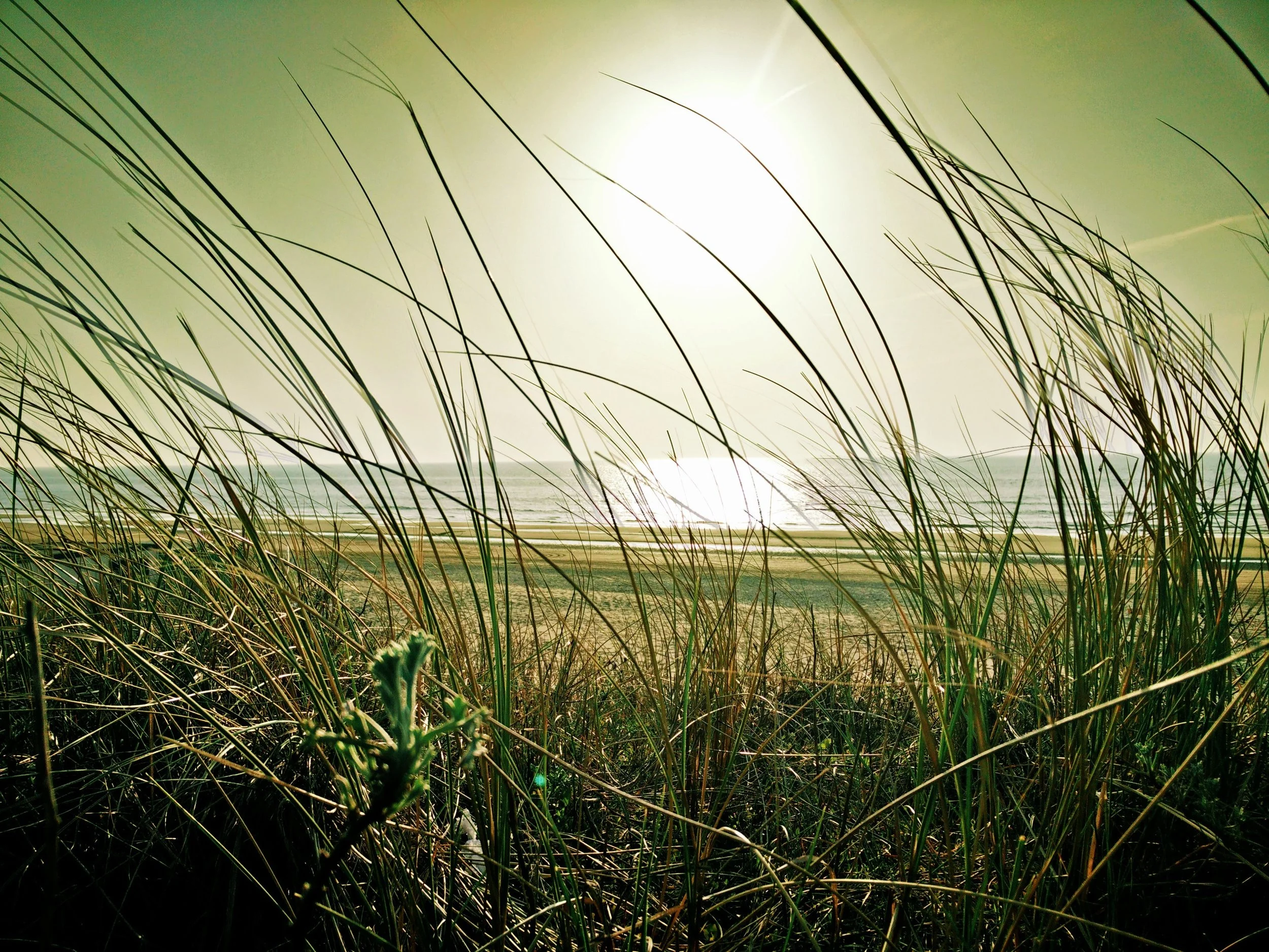 Sea Grass.jpeg