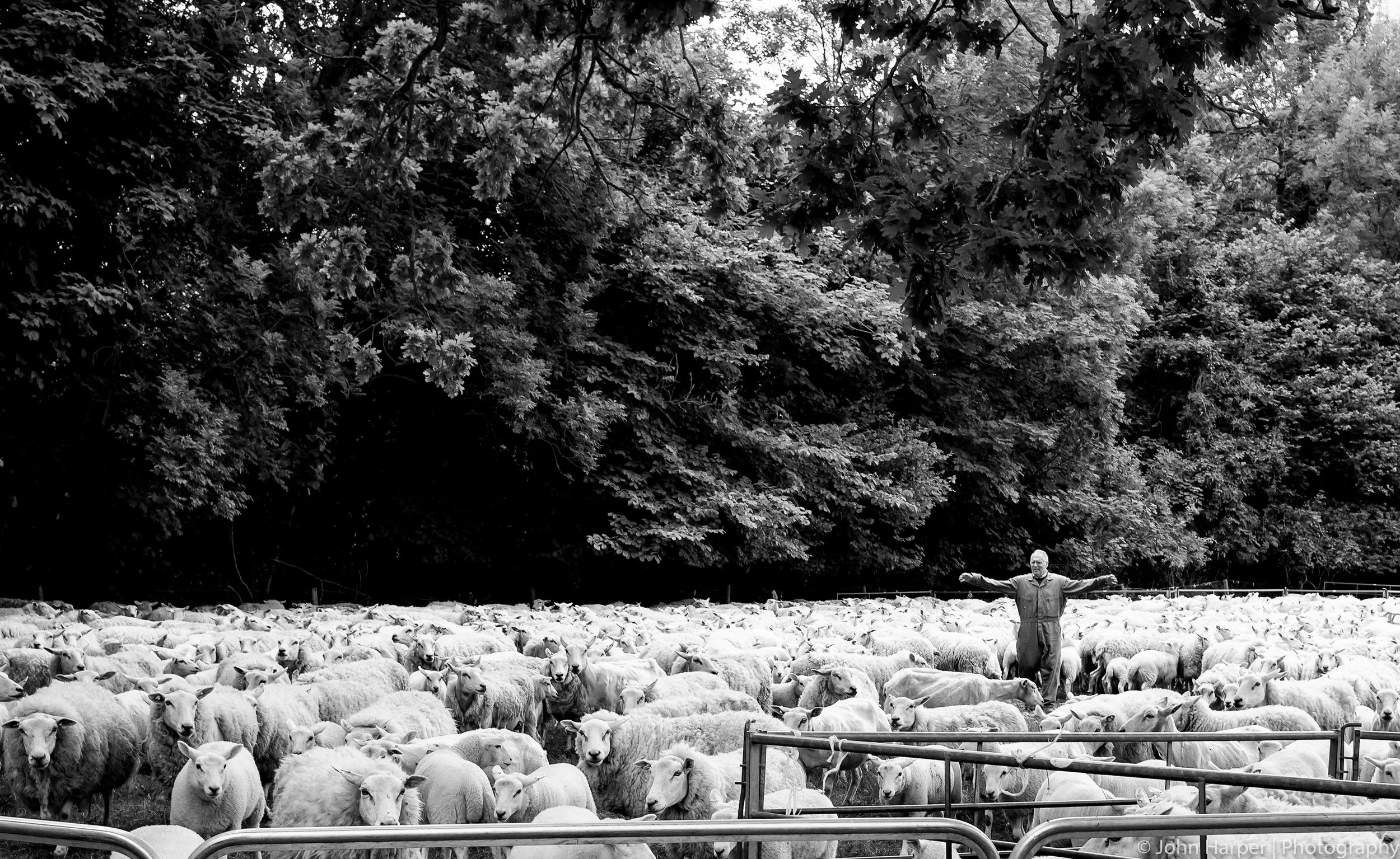 Flock