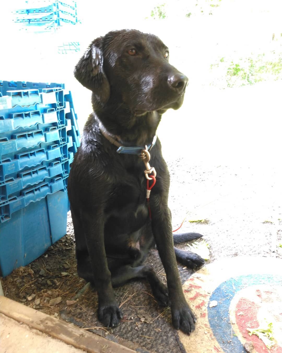 #chillin #farmdog