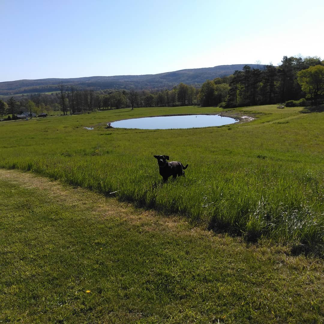 Pond is full. Dexter and farmers are happy.