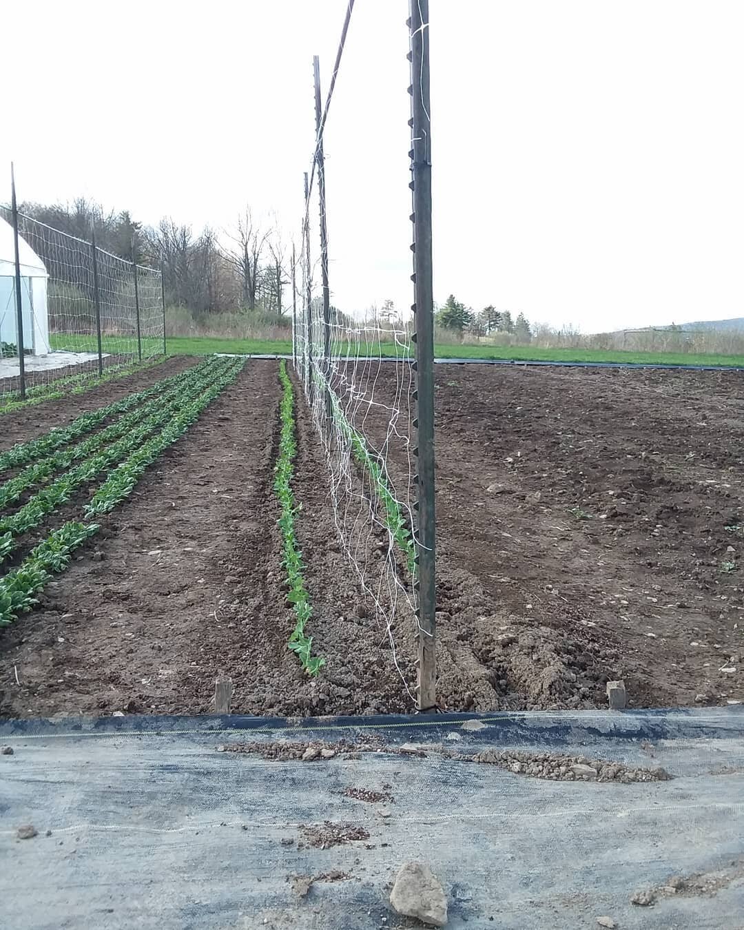 Snap peas transplanted with the paperpot.  Experimenting with 2 rows per bed (on either side of the trellis).