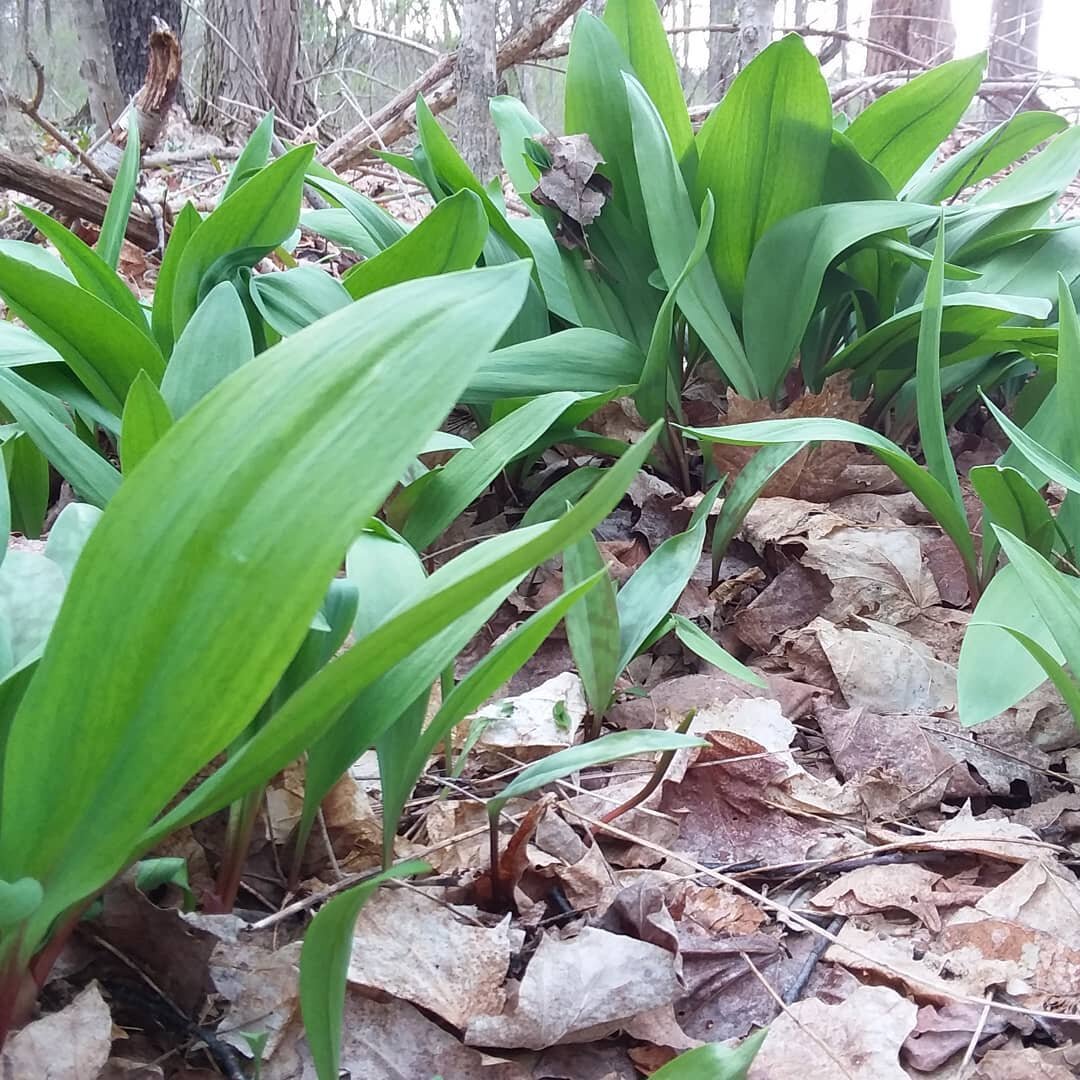 #Ramp season is here #ramps #foraging