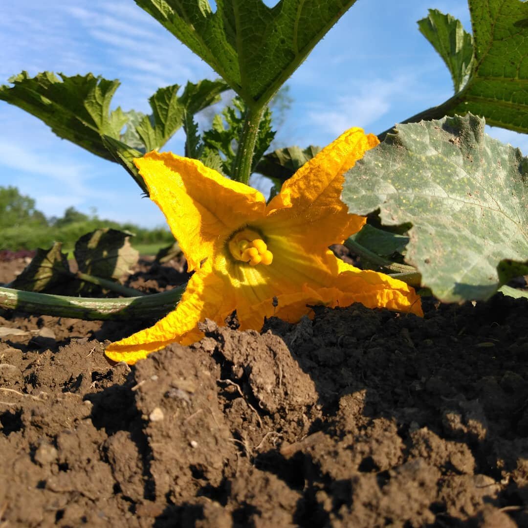 Dunja zucchini blossom