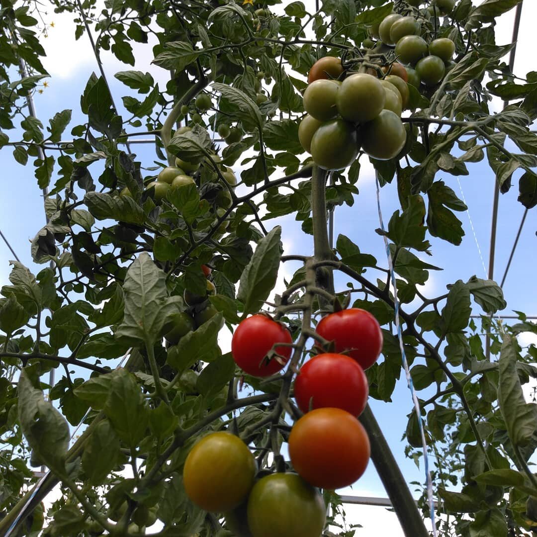 #tomatoes #organic #hightunnel