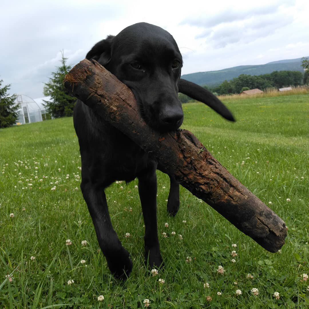 It's never too early to stack firewood.