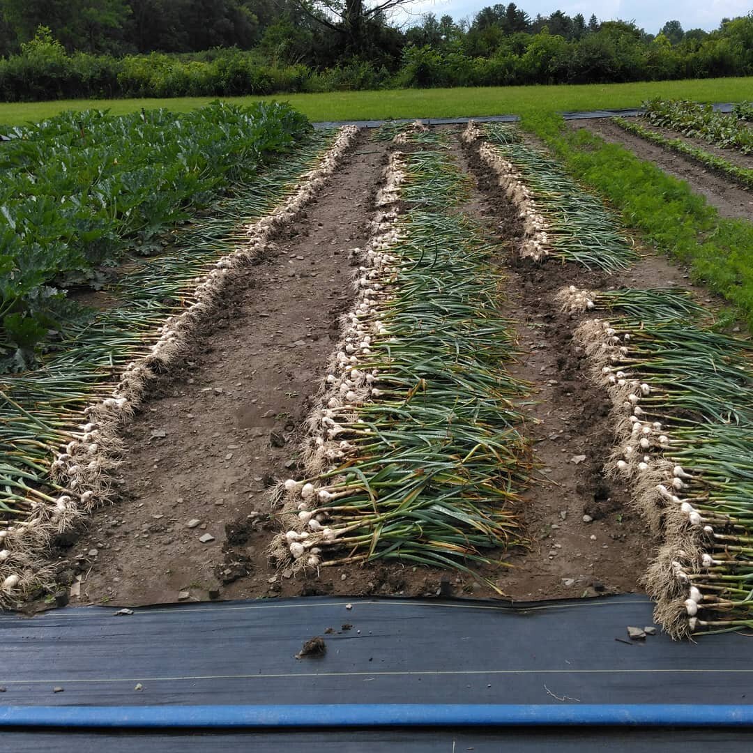 Finished garlic harvest seconds before the thunderstorm hit 👍