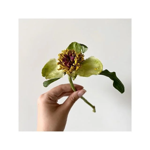 After all the petals fall off... this peony is still a stunner! Mother Nature is incredible! 💛
.
.
.
.
.
#mothernature #peonypetals #peonyseason #peonypower #positivevibes #hkflorist #flowersofinstagram #floristry #madisonparkflowers #blooming #flor