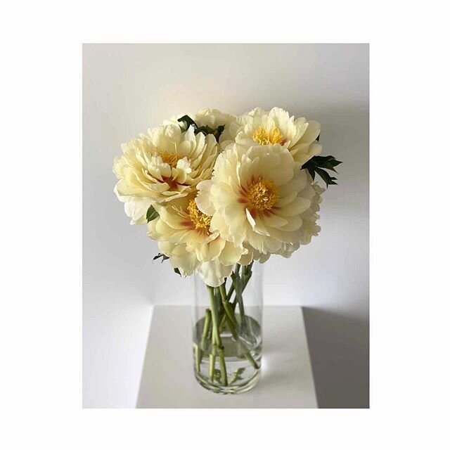 It was my birthday over the weekend and I bought myself some sunny yellow peonies to celebrate! Swipe to see how majestic they are in real life 💛 .
.
.
.
.
#yellowpeonies #happybirthdaytome #birthdayflowers #sunshinebouquet #happyflowers #positivevi