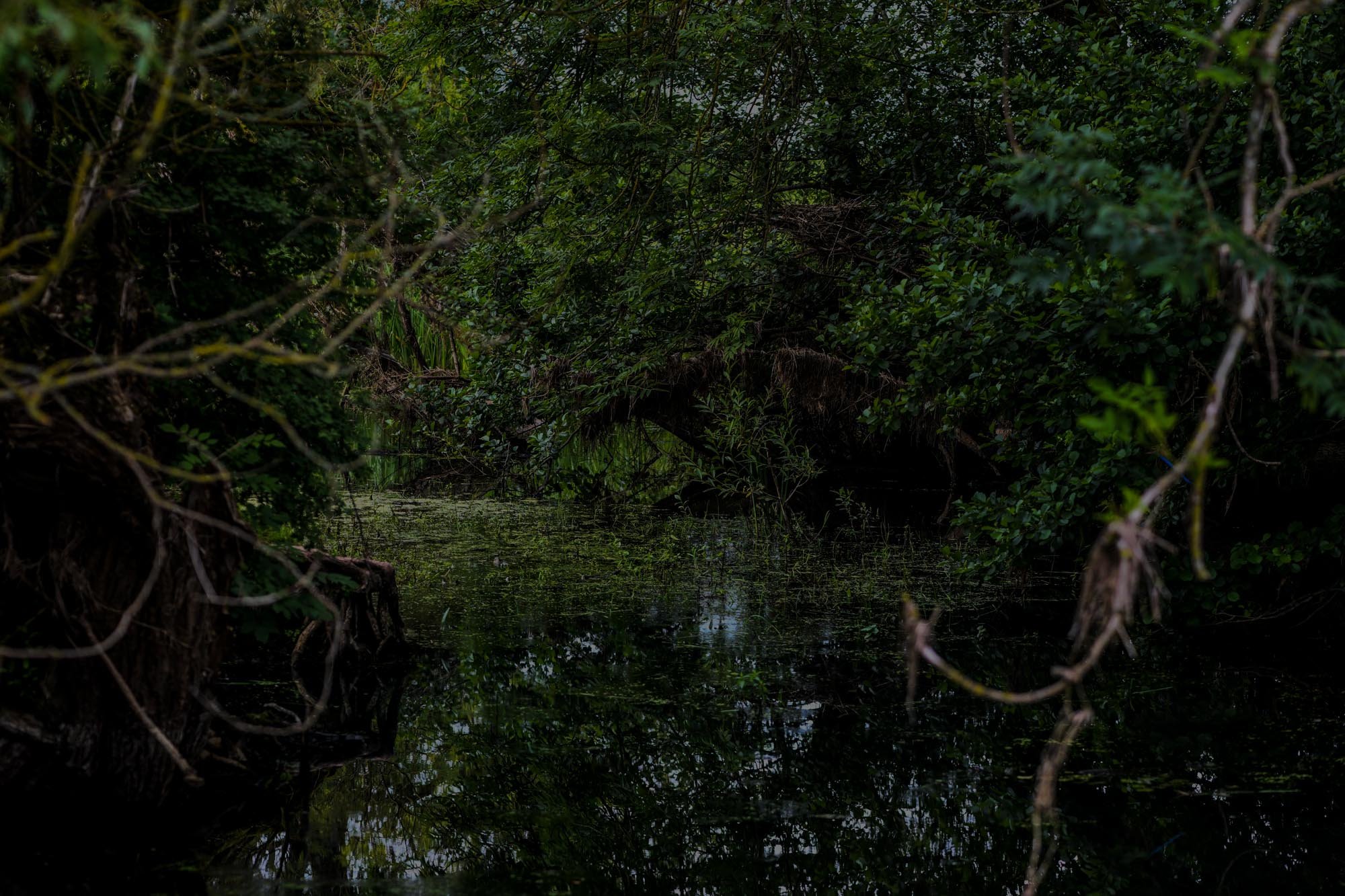 DSC_0018.jpg