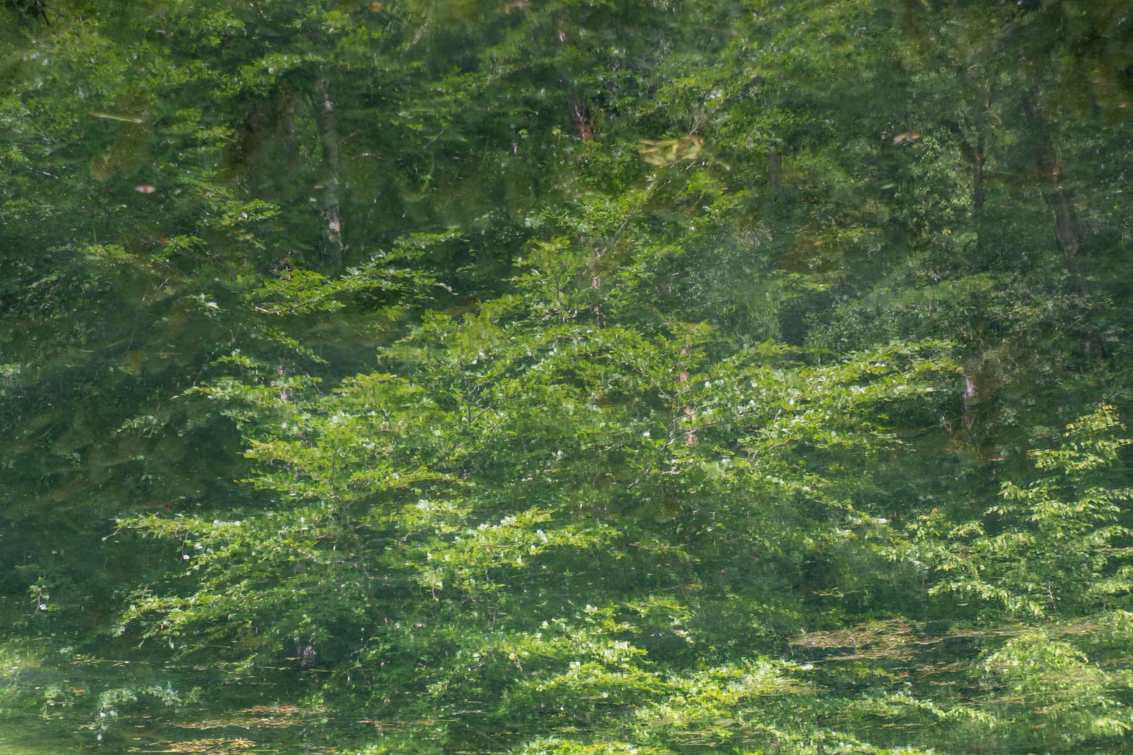 DSC08111.jpg