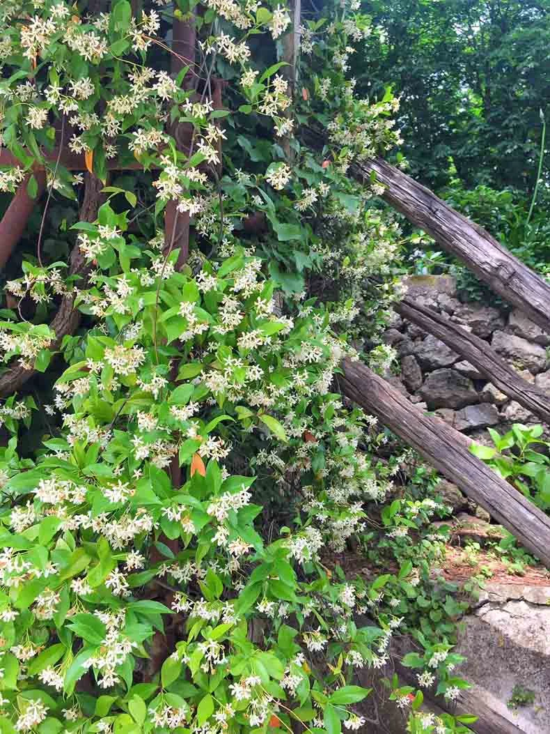 You can thank these flowers for making the entire town (and the rest of the Amalfi Coast) for smelling incredible.